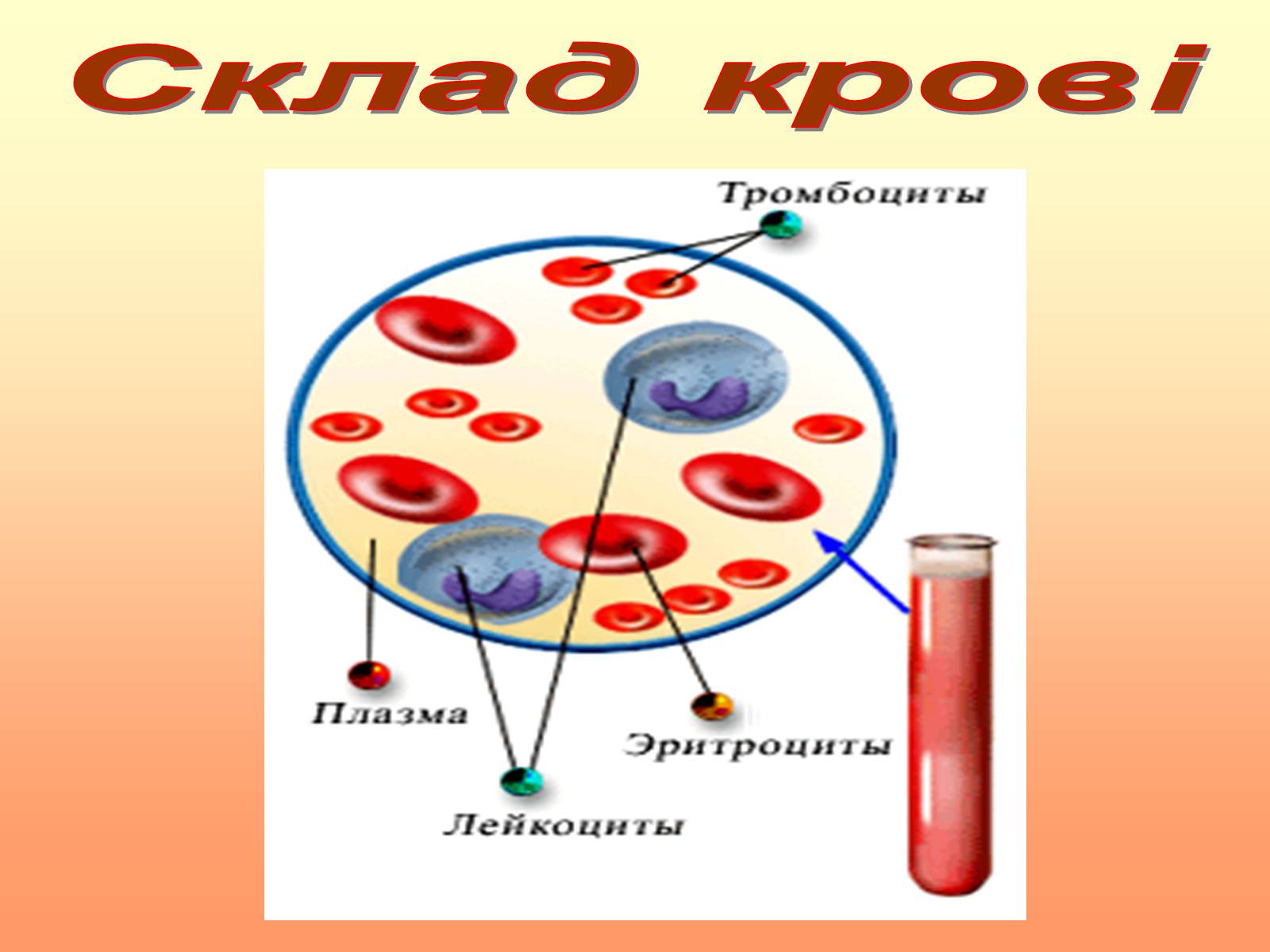 Презентація на тему «Кров» (варіант 2) - Слайд #11 Презентація на тему «Кров» (варіант 2) - Слайд #11