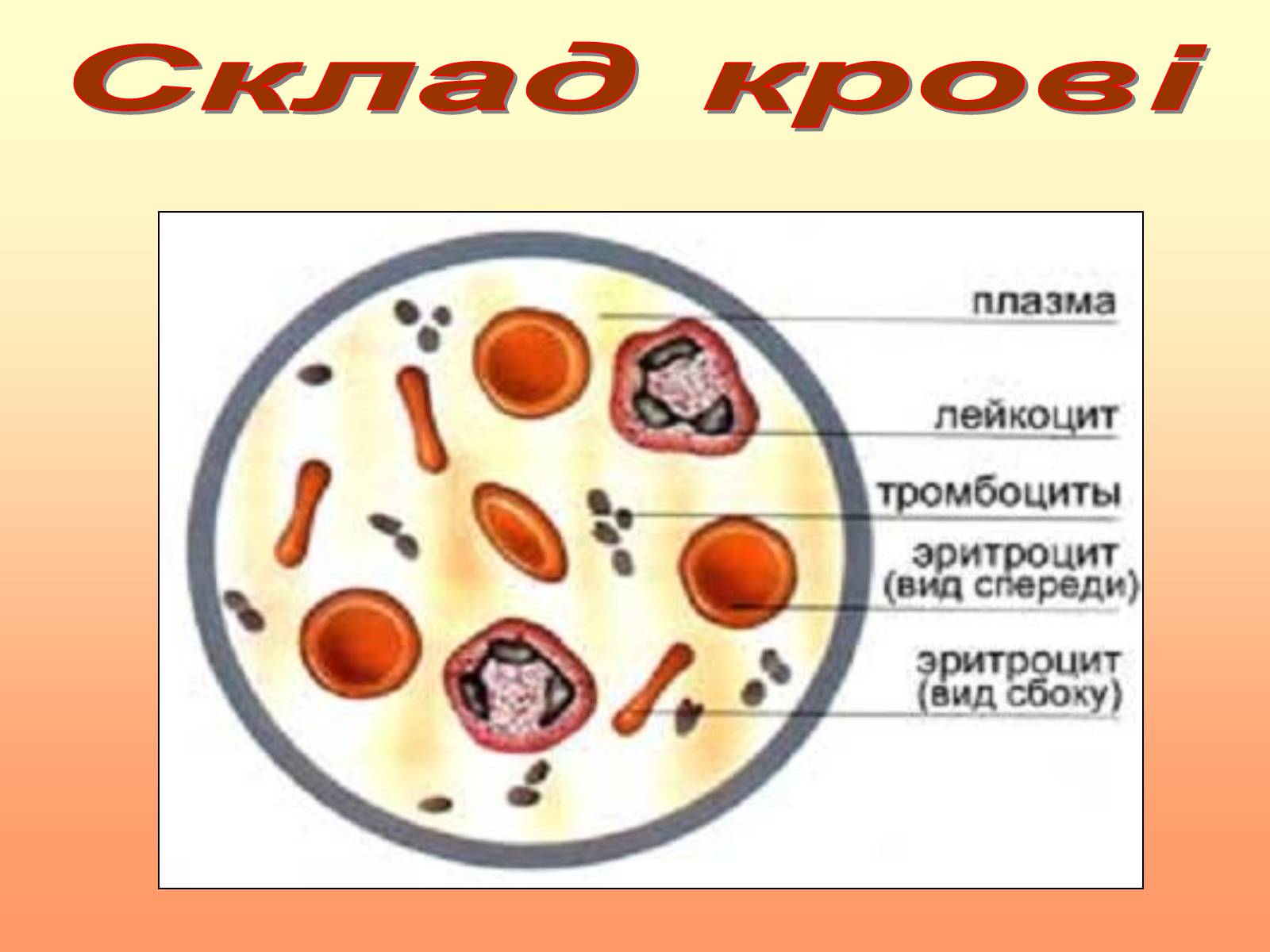 Презентація на тему «Кров» (варіант 2) - Слайд #9 Презентація на тему «Кров» (варіант 2) - Слайд #9