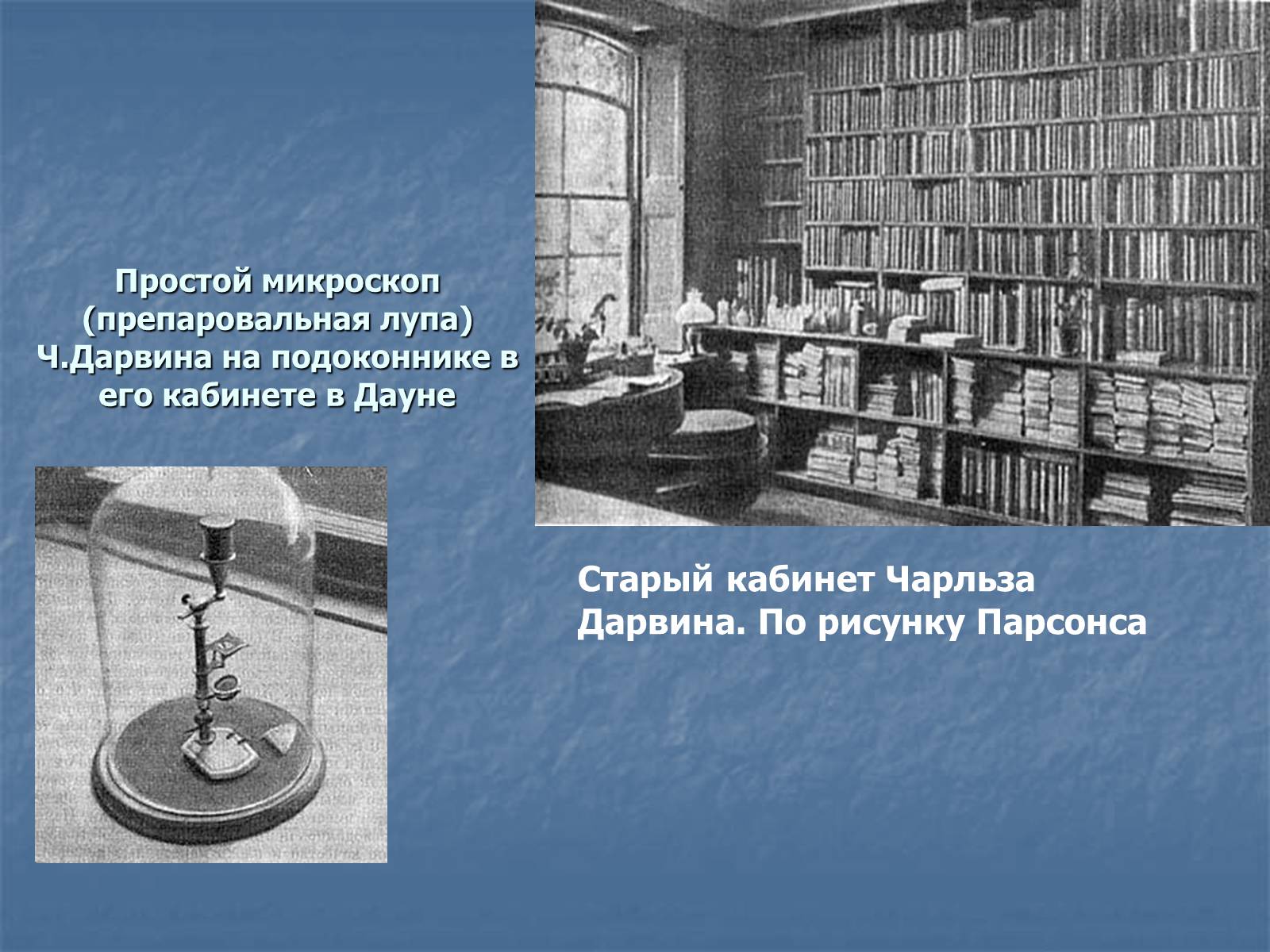 Презентація на тему «Дарвин» - Слайд #11 Презентація на тему «Дарвин» - Слайд #11