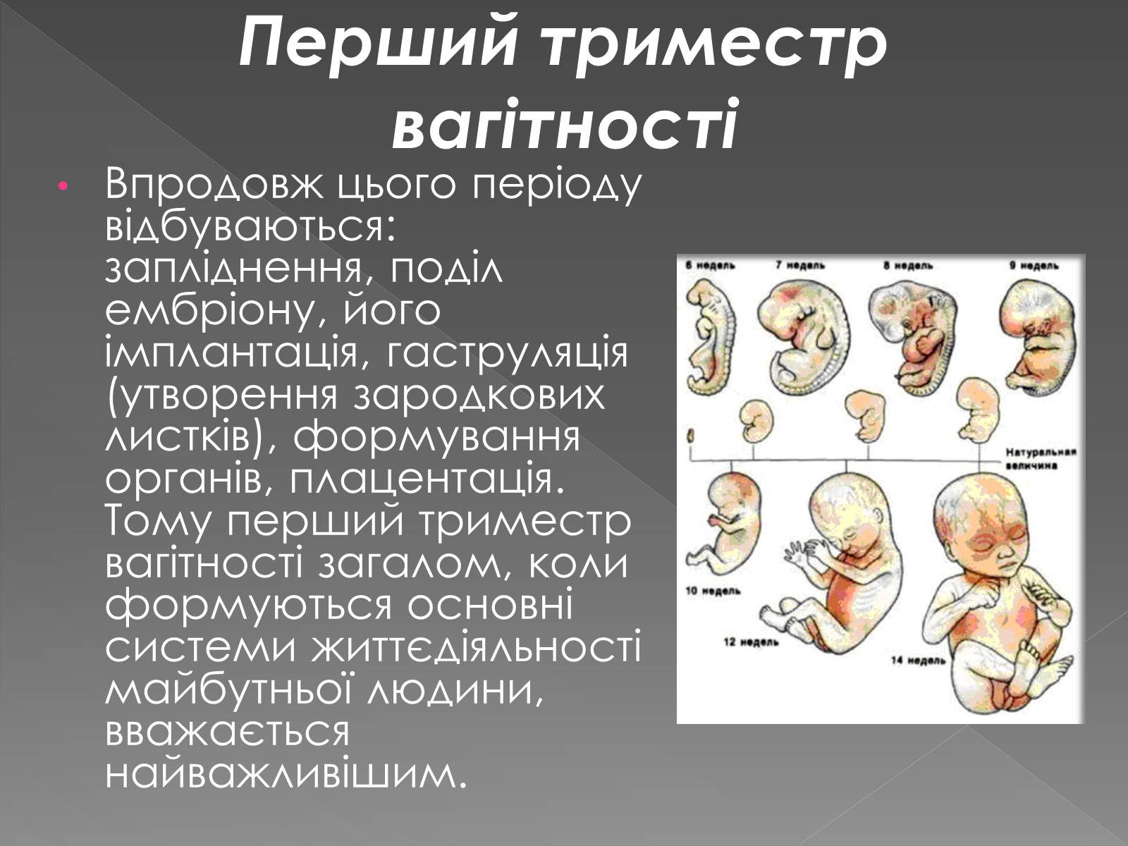Презентація на тему «Розмноження та розвиток людини» (варіант 1) - Слайд #10 Презентація на тему «Розмноження та розвиток людини» (варіант 1) - Слайд #10
