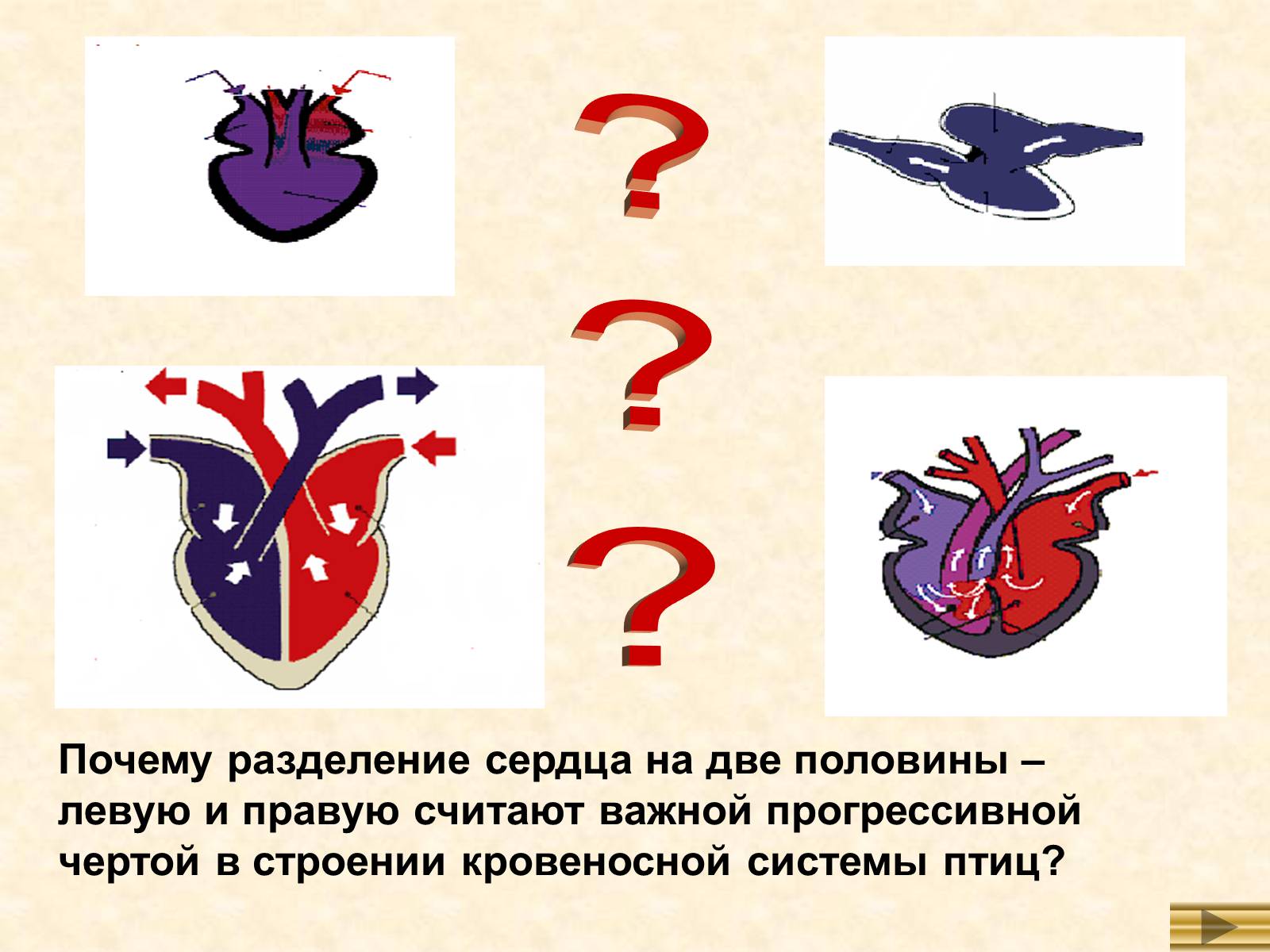 Презентація на тему «Особенности внутреннего строенияптиц в связи с полетом» - Слайд #10 Презентація на тему «Особенности внутреннего строенияптиц в связи с полетом» - Слайд #10