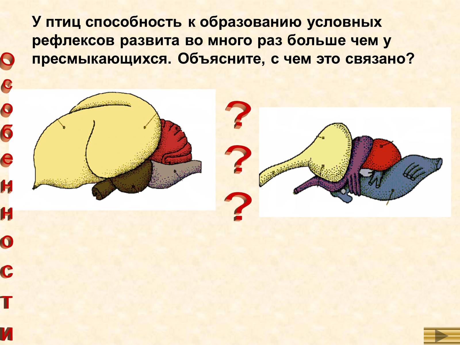 Презентація на тему «Особенности внутреннего строенияптиц в связи с полетом» - Слайд #11 Презентація на тему «Особенности внутреннего строенияптиц в связи с полетом» - Слайд #11