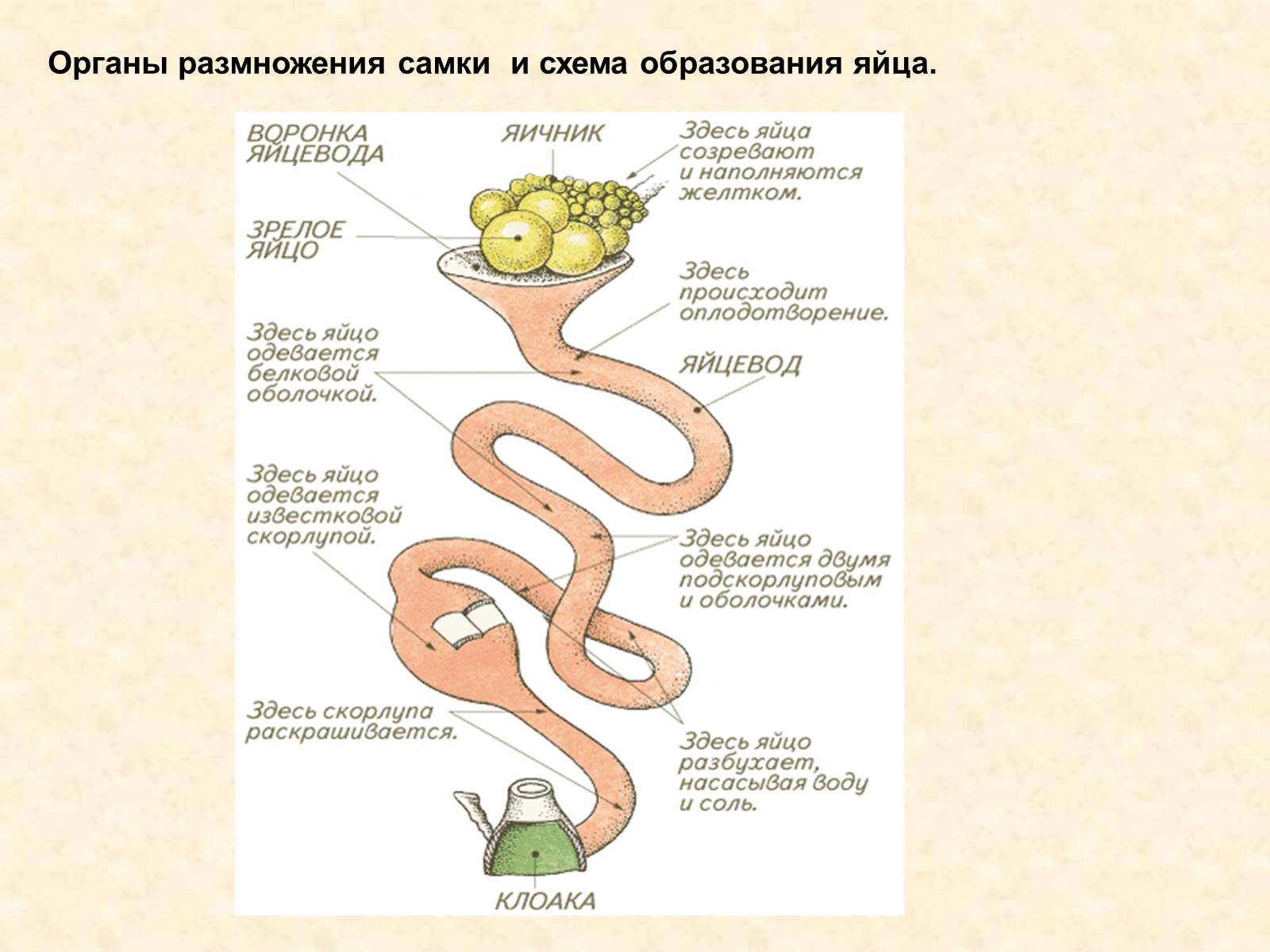 Презентація на тему «Особенности внутреннего строенияптиц в связи с полетом» - Слайд #13 Презентація на тему «Особенности внутреннего строенияптиц в связи с полетом» - Слайд #13