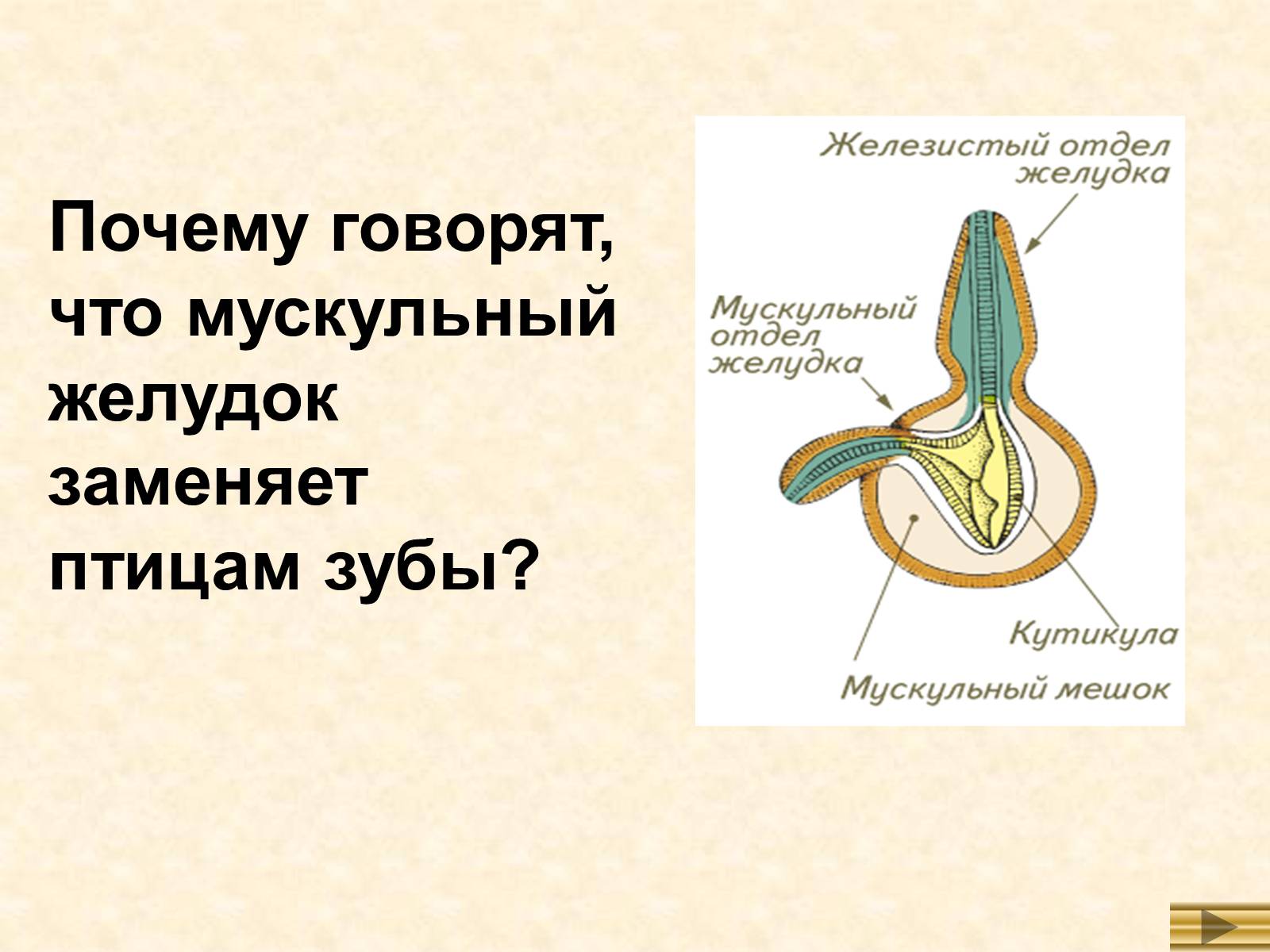 Презентація на тему «Особенности внутреннего строенияптиц в связи с полетом» - Слайд #5 Презентація на тему «Особенности внутреннего строенияптиц в связи с полетом» - Слайд #5