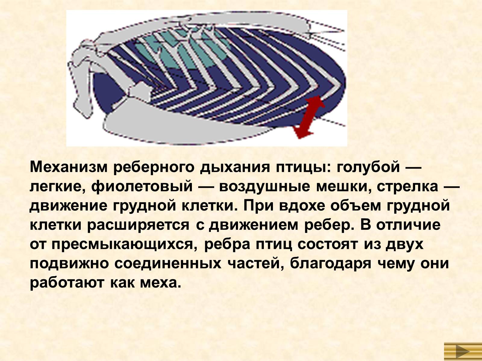 Презентація на тему «Особенности внутреннего строенияптиц в связи с полетом» - Слайд #8 Презентація на тему «Особенности внутреннего строенияптиц в связи с полетом» - Слайд #8