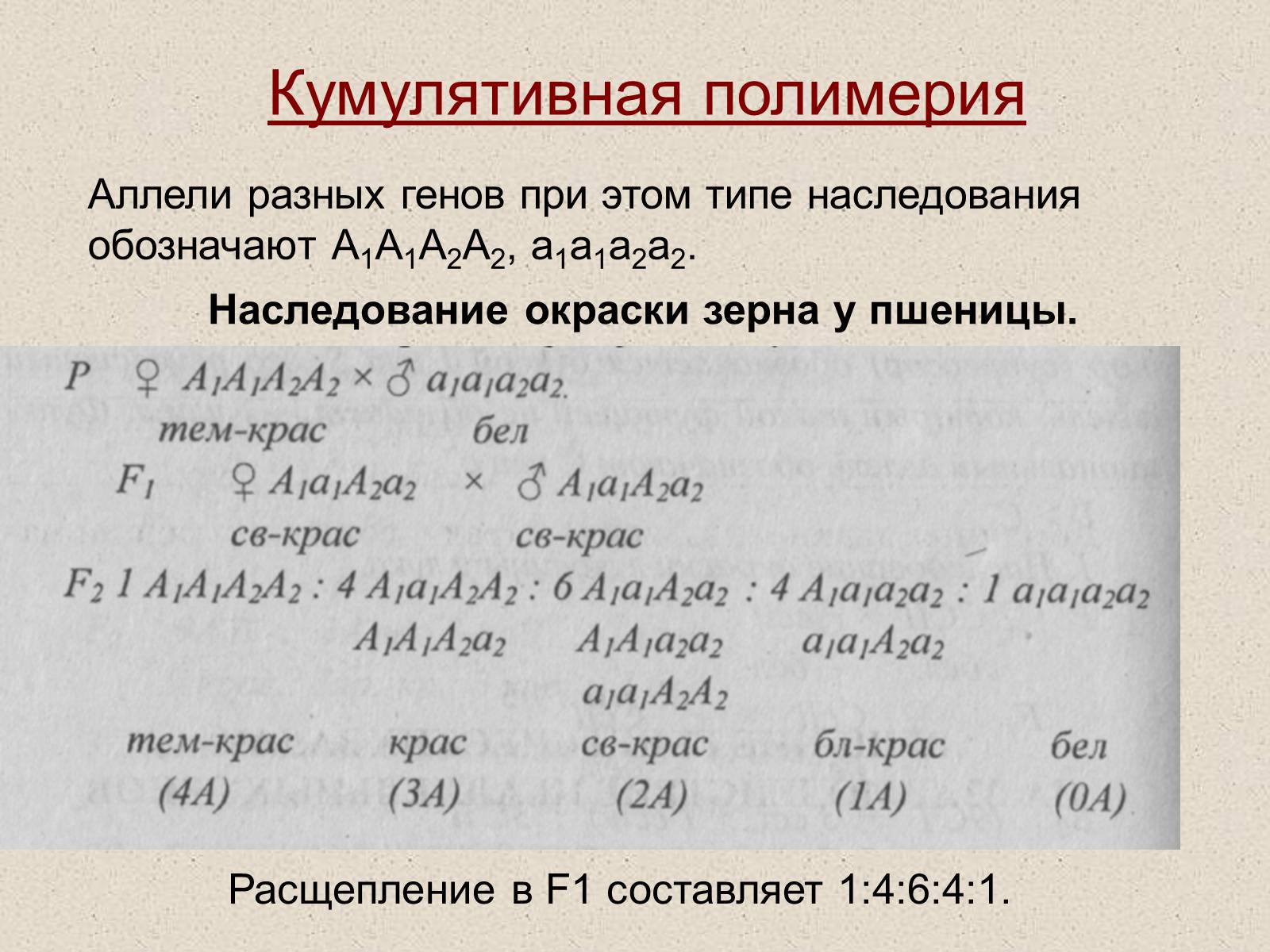 Презентація на тему «Взаимодействие неаллельных генов» - Слайд #11 Презентація на тему «Взаимодействие неаллельных генов» - Слайд #11