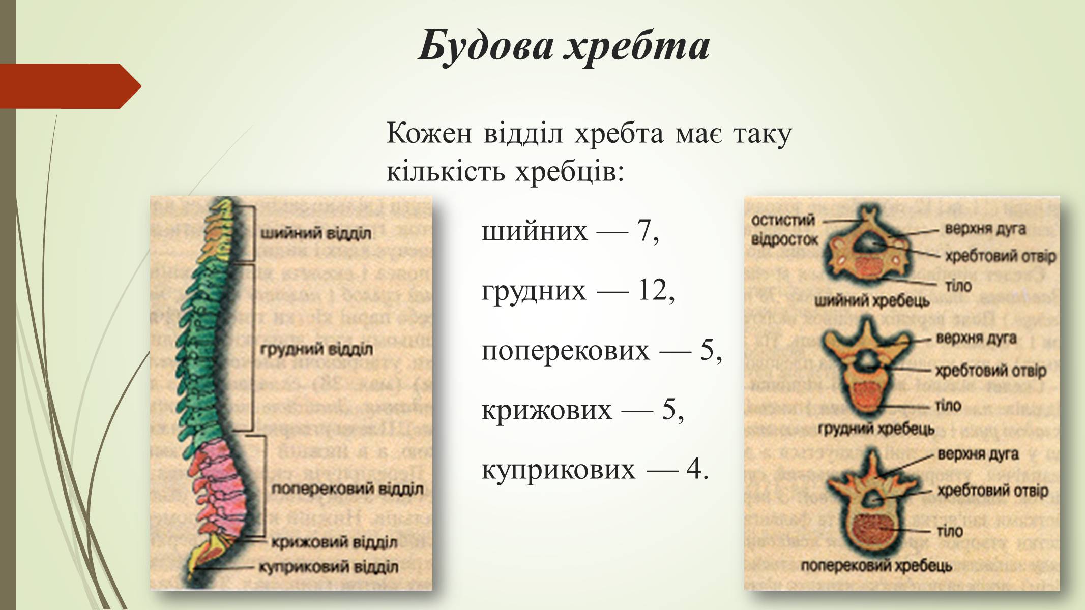 Презентація на тему «Хребет і здоров’я» - Слайд #10 Презентація на тему «Хребет і здоров’я» - Слайд #10