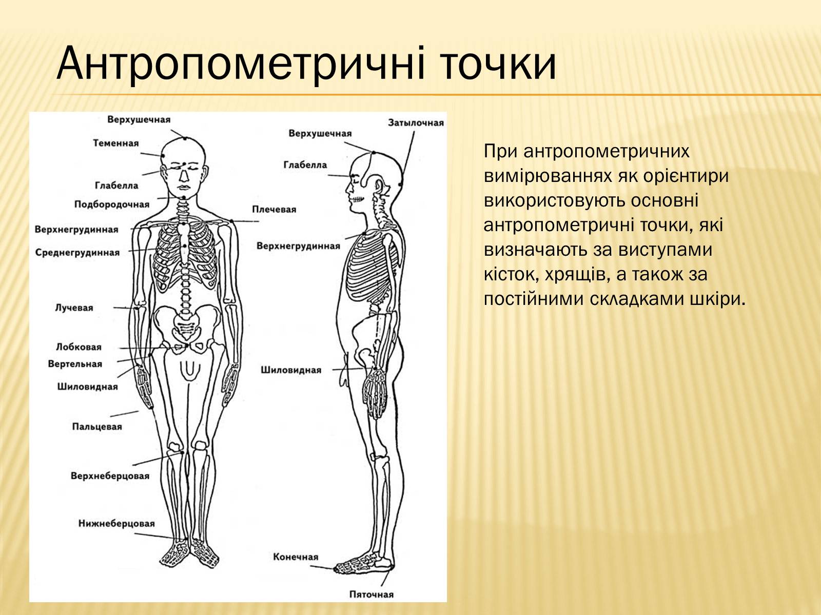 Презентація на тему «Анторопометрія» - Слайд #10 Презентація на тему «Анторопометрія» - Слайд #10