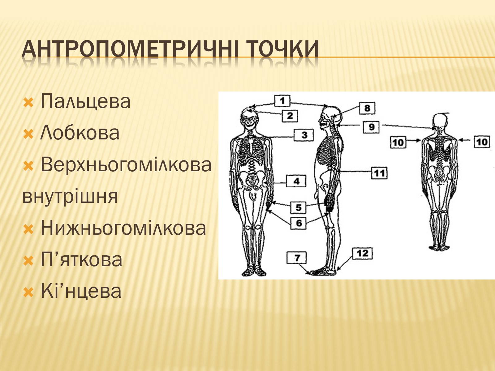 Презентація на тему «Анторопометрія» - Слайд #12 Презентація на тему «Анторопометрія» - Слайд #12