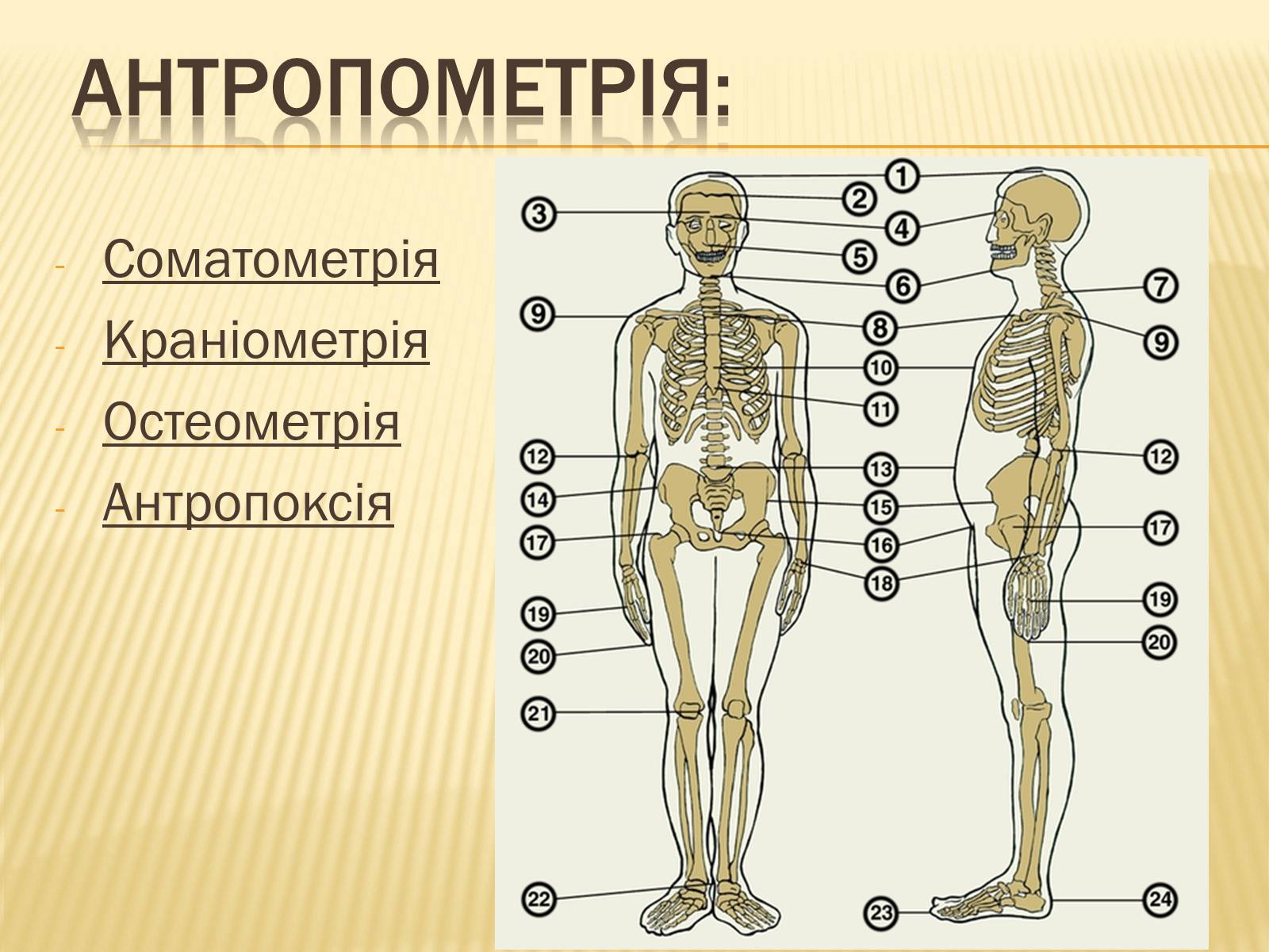 Презентація на тему «Анторопометрія» - Слайд #4 Презентація на тему «Анторопометрія» - Слайд #4