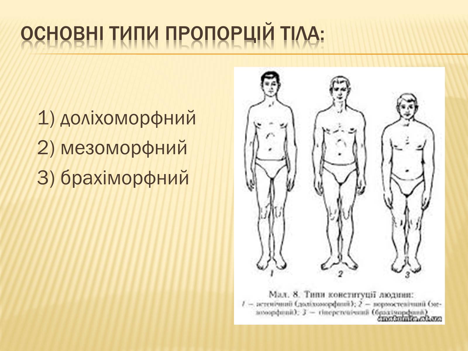 Презентація на тему «Анторопометрія» - Слайд #5 Презентація на тему «Анторопометрія» - Слайд #5