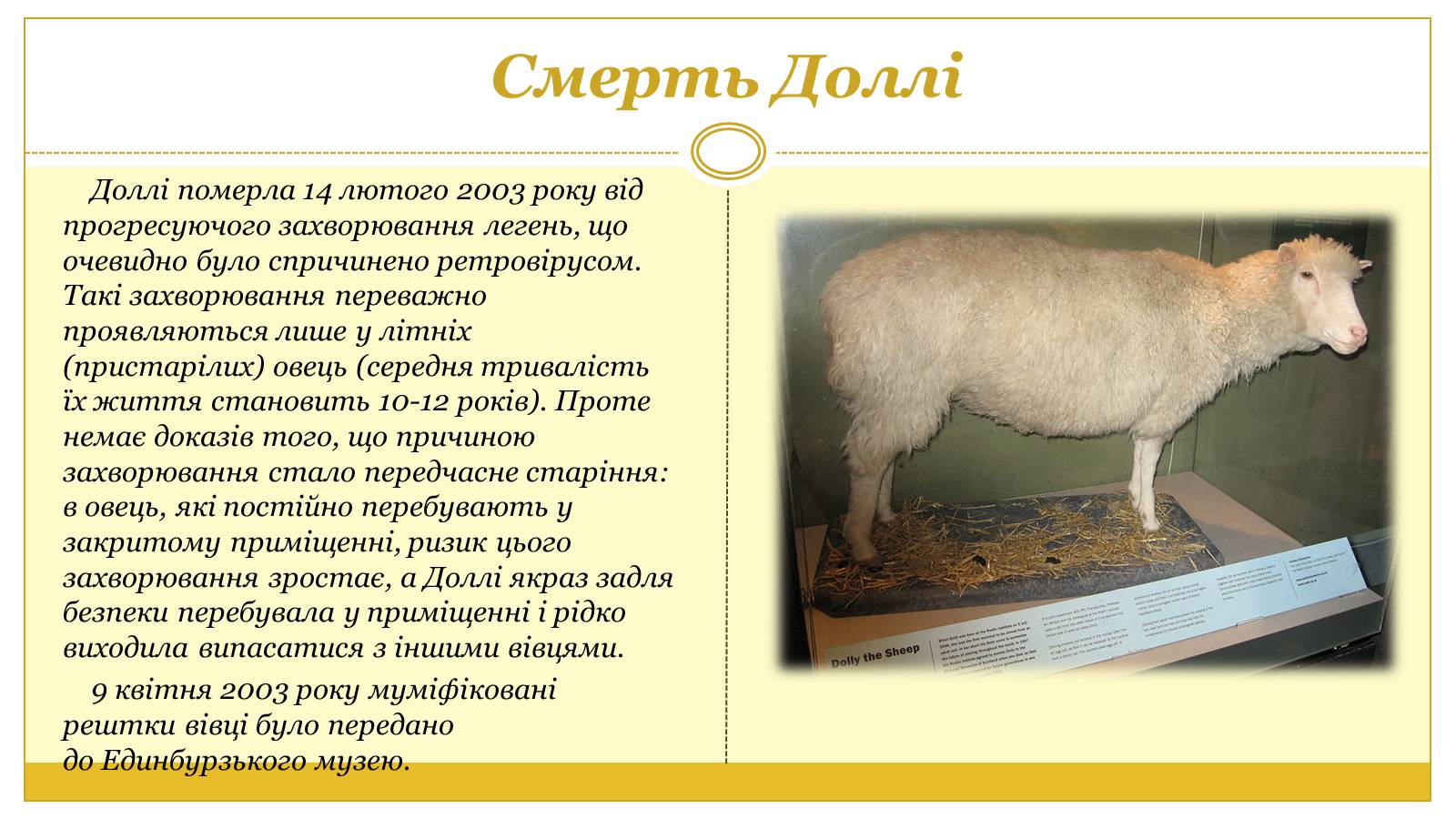 Презентація на тему «Вівця Доллі» (варіант 2) - Слайд #5 Презентація на тему «Вівця Доллі» (варіант 2) - Слайд #5
