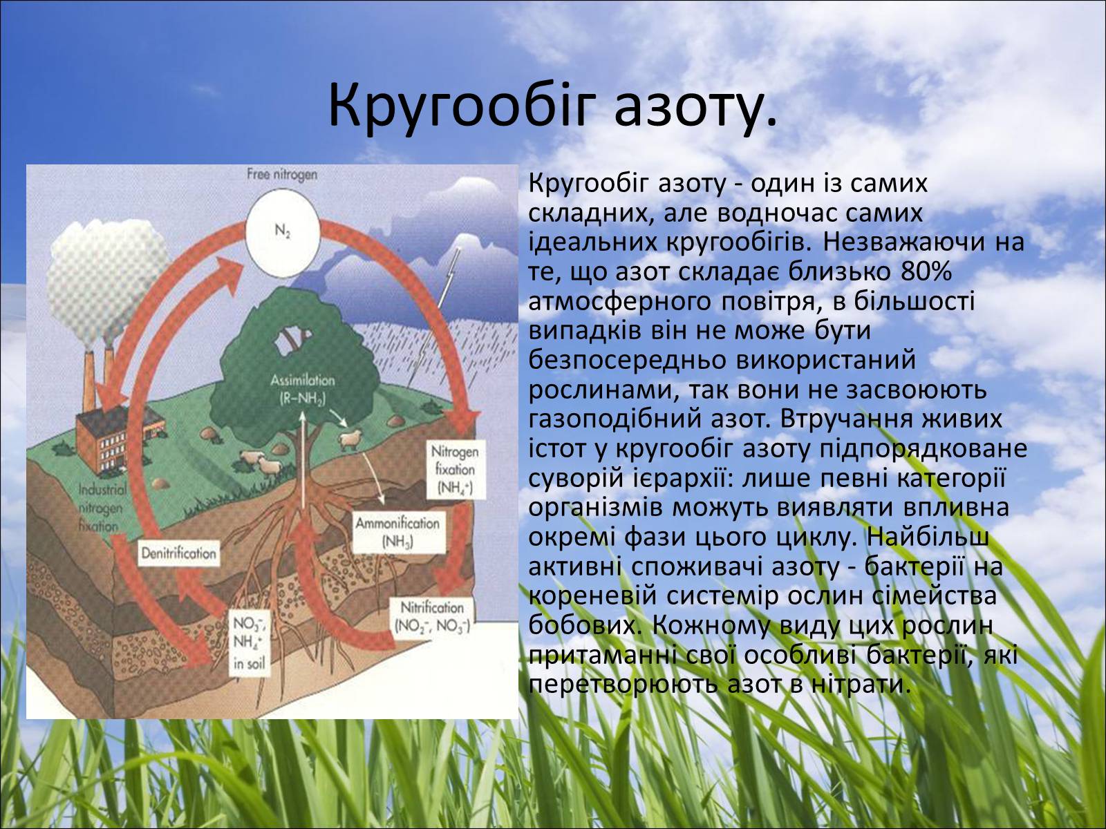 Презентація на тему «Колообіг речовин у природі» (варіант 5) - Слайд #6 Презентація на тему «Колообіг речовин у природі» (варіант 5) - Слайд #6