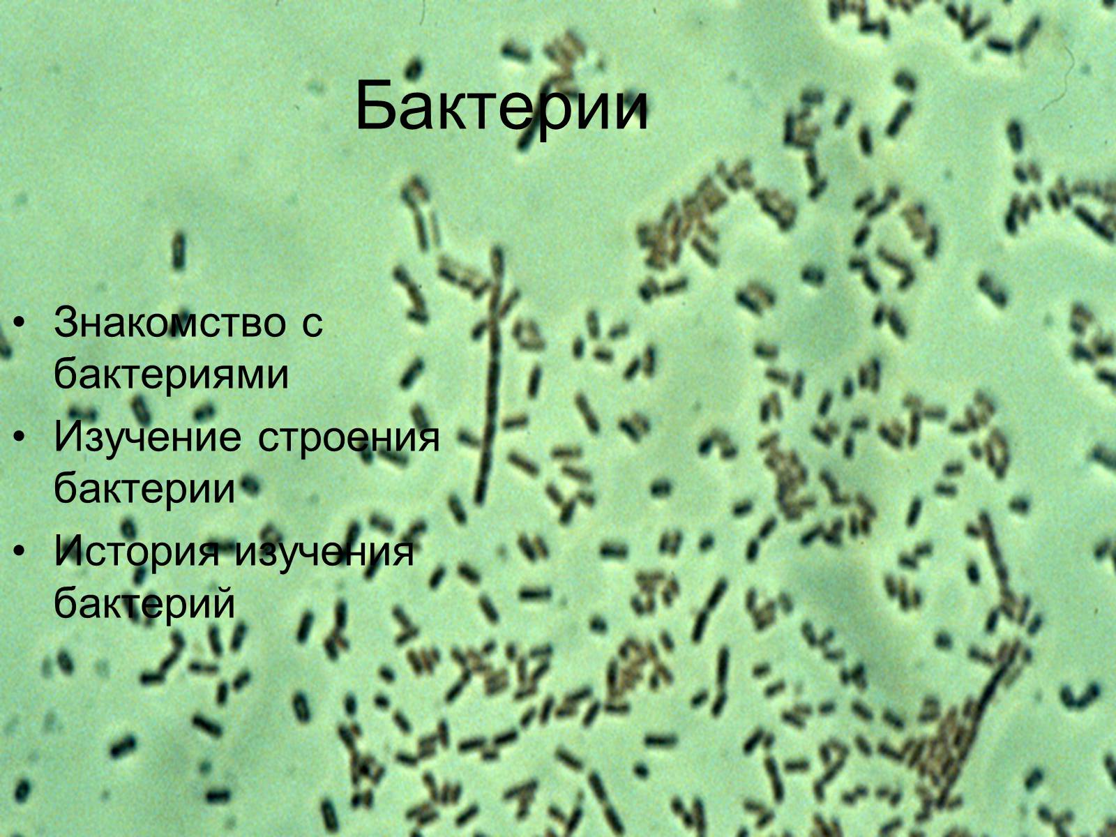 Презентація на тему «Бактерии» - Слайд #1 Презентація на тему «Бактерии» - Слайд #1