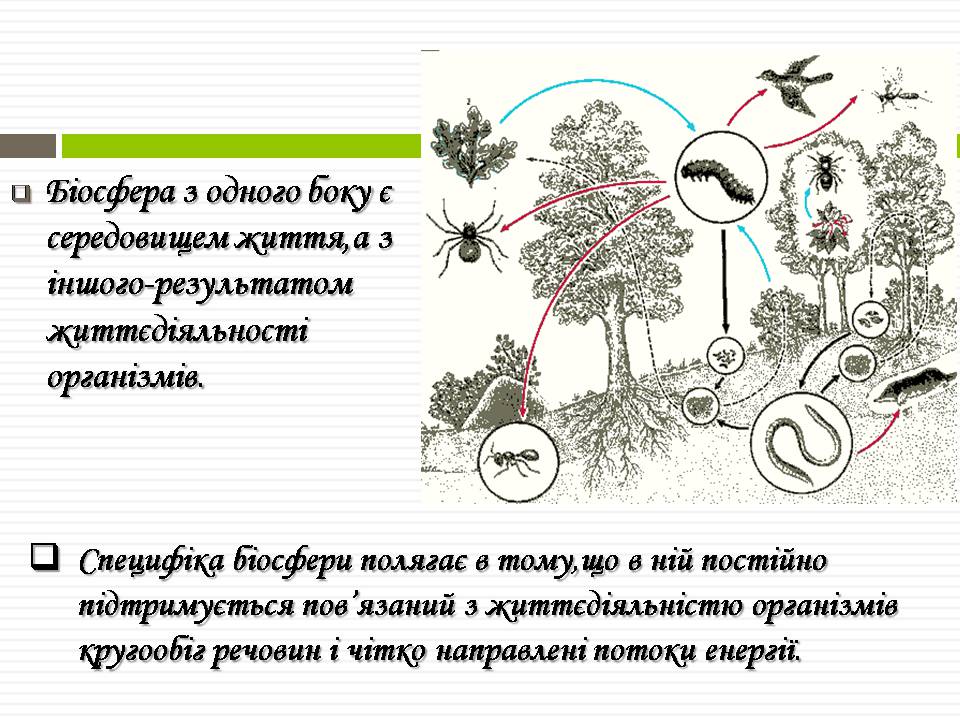 Презентація на тему «Біосфера» (варіант 11) - Слайд #4 Презентація на тему «Біосфера» (варіант 11) - Слайд #4