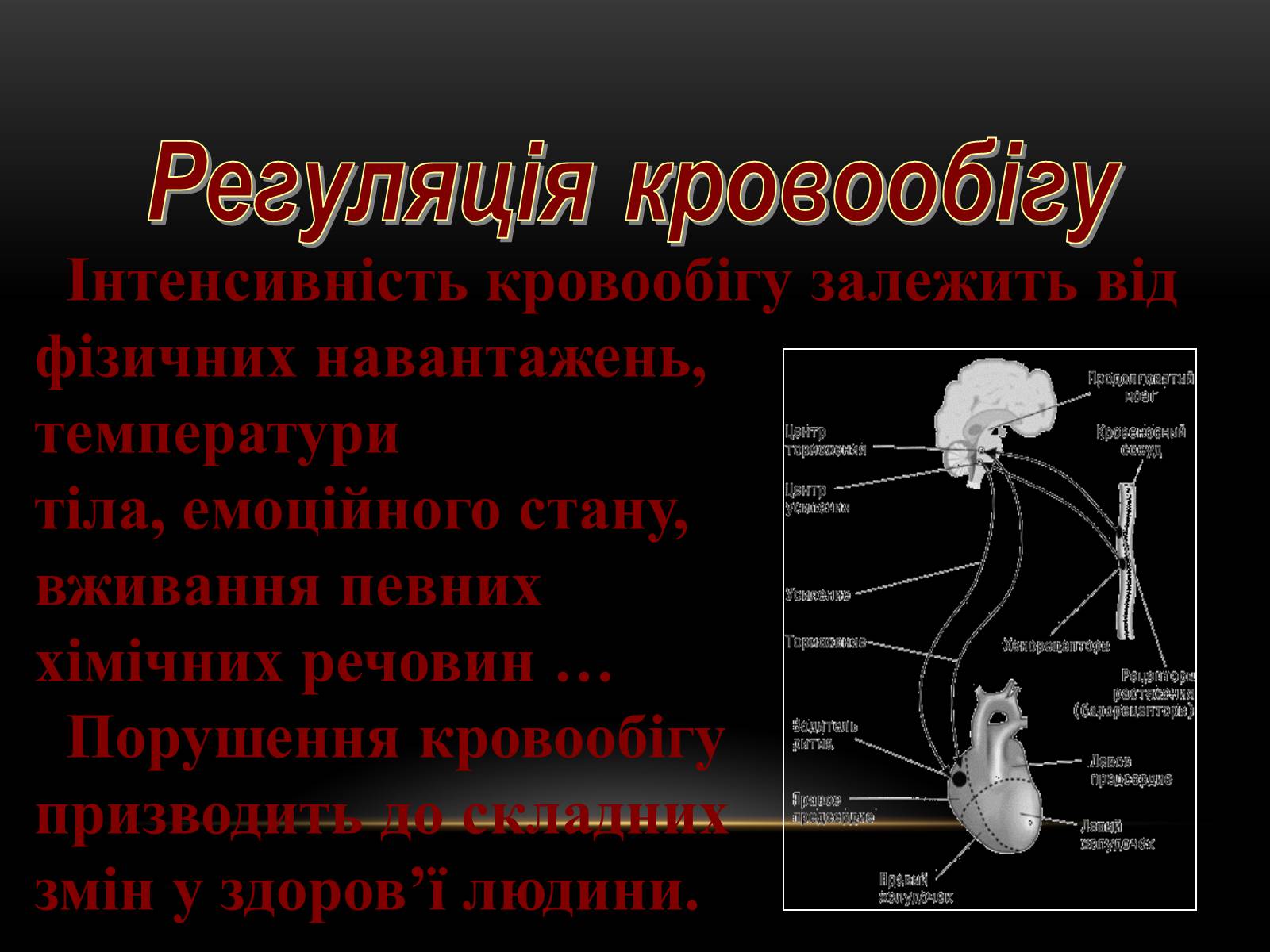 Презентація на тему «Кровообіг і лімфообіг людини» - Слайд #17 Презентація на тему «Кровообіг і лімфообіг людини» - Слайд #17