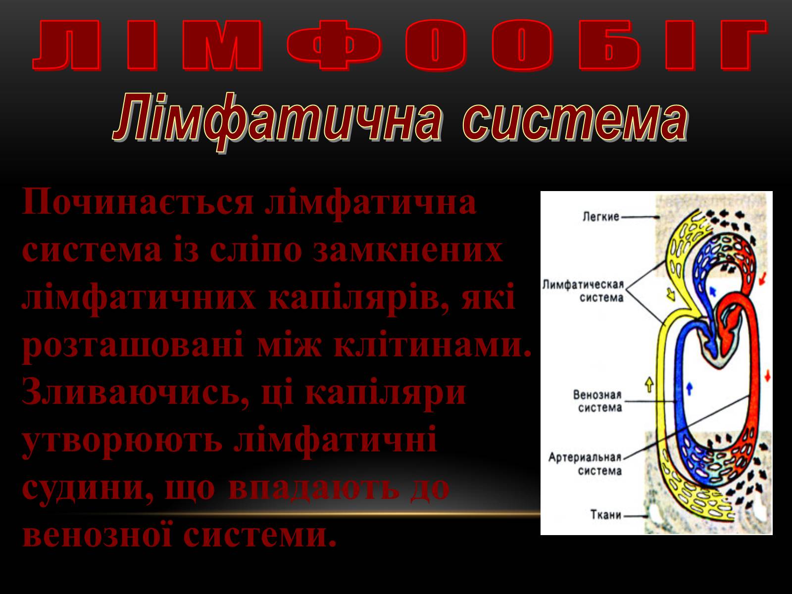 Презентація на тему «Кровообіг і лімфообіг людини» - Слайд #19 Презентація на тему «Кровообіг і лімфообіг людини» - Слайд #19