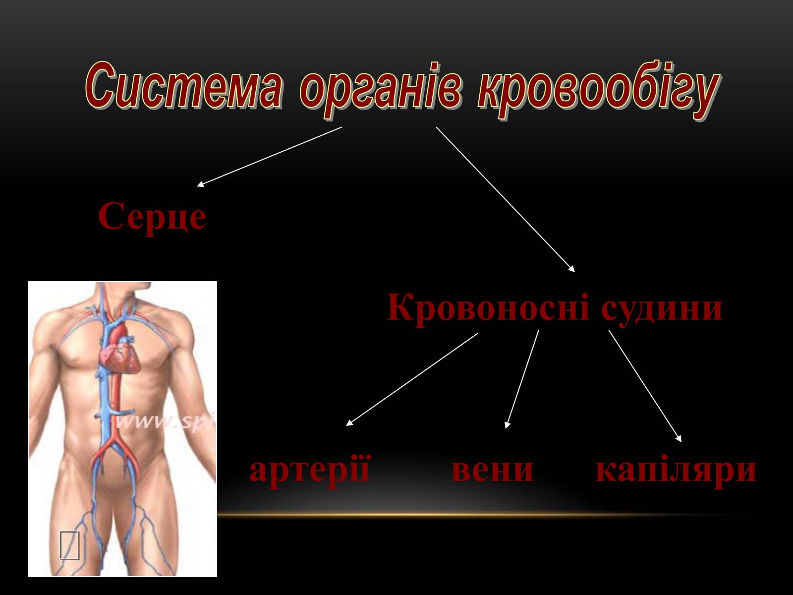 Презентація на тему «Кровообіг і лімфообіг людини» - Слайд #3 Презентація на тему «Кровообіг і лімфообіг людини» - Слайд #3