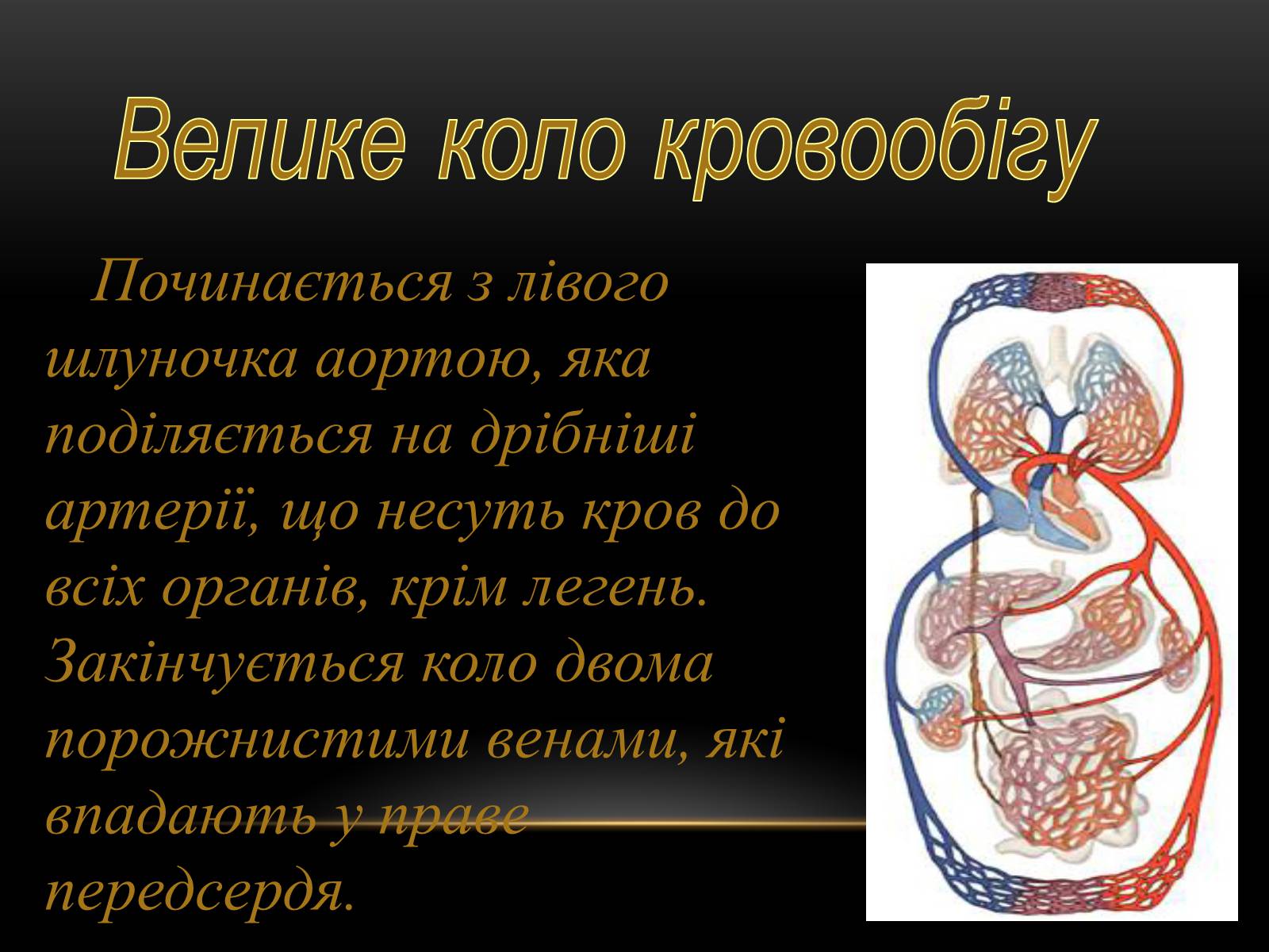 Презентація на тему «Кровообіг і лімфообіг людини» - Слайд #9 Презентація на тему «Кровообіг і лімфообіг людини» - Слайд #9
