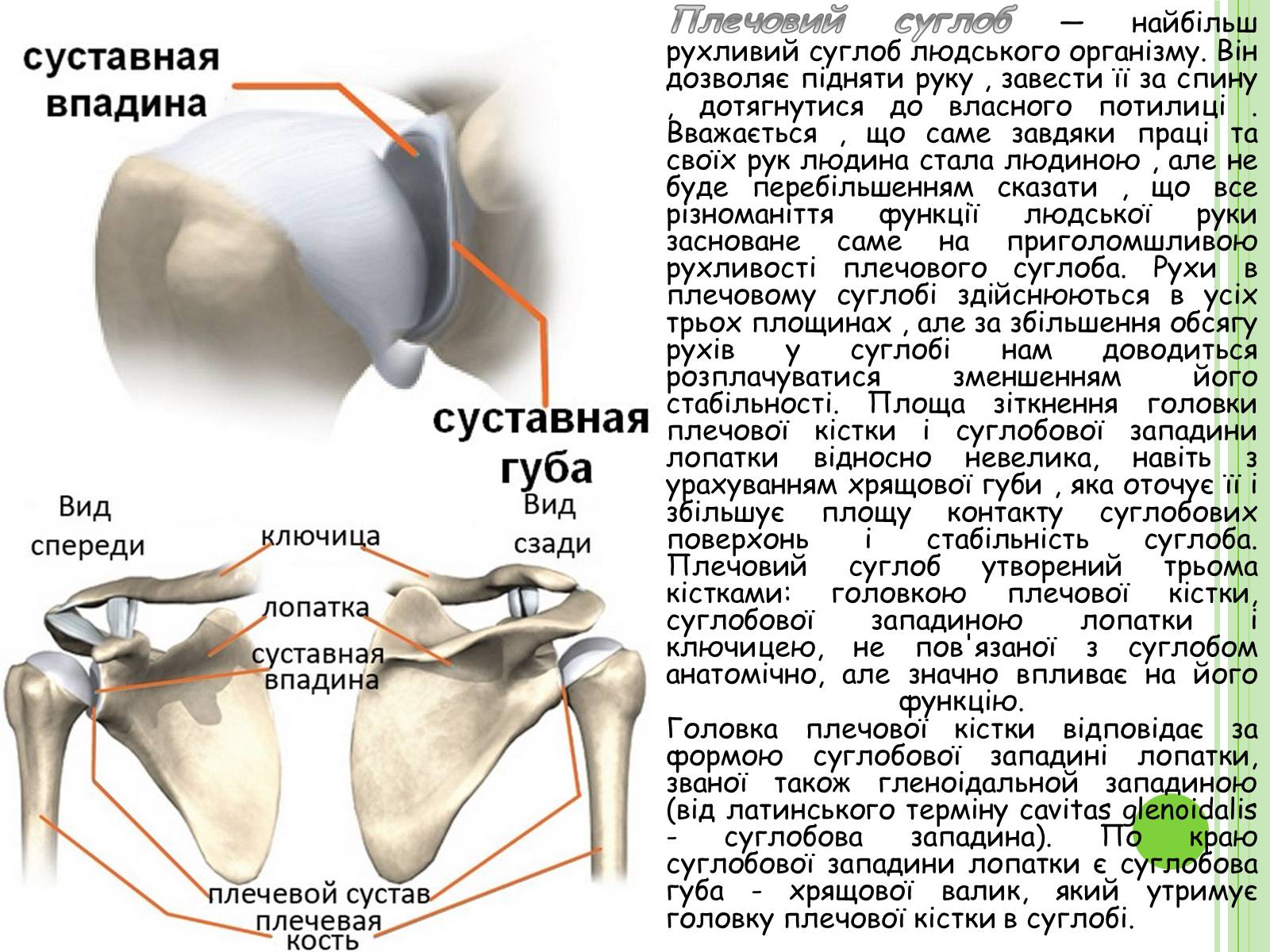 Презентація на тему «Плечовий суглоб» - Слайд #2 Презентація на тему «Плечовий суглоб» - Слайд #2