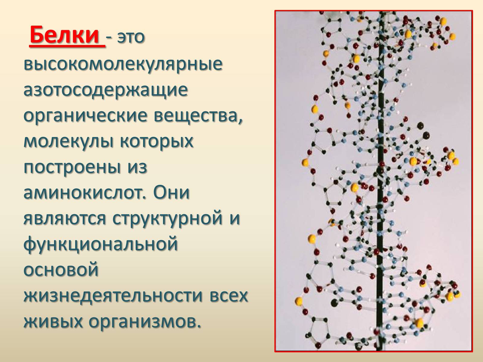 Презентація на тему «Белки» (варіант 1) - Слайд #3 Презентація на тему «Белки» (варіант 1) - Слайд #3