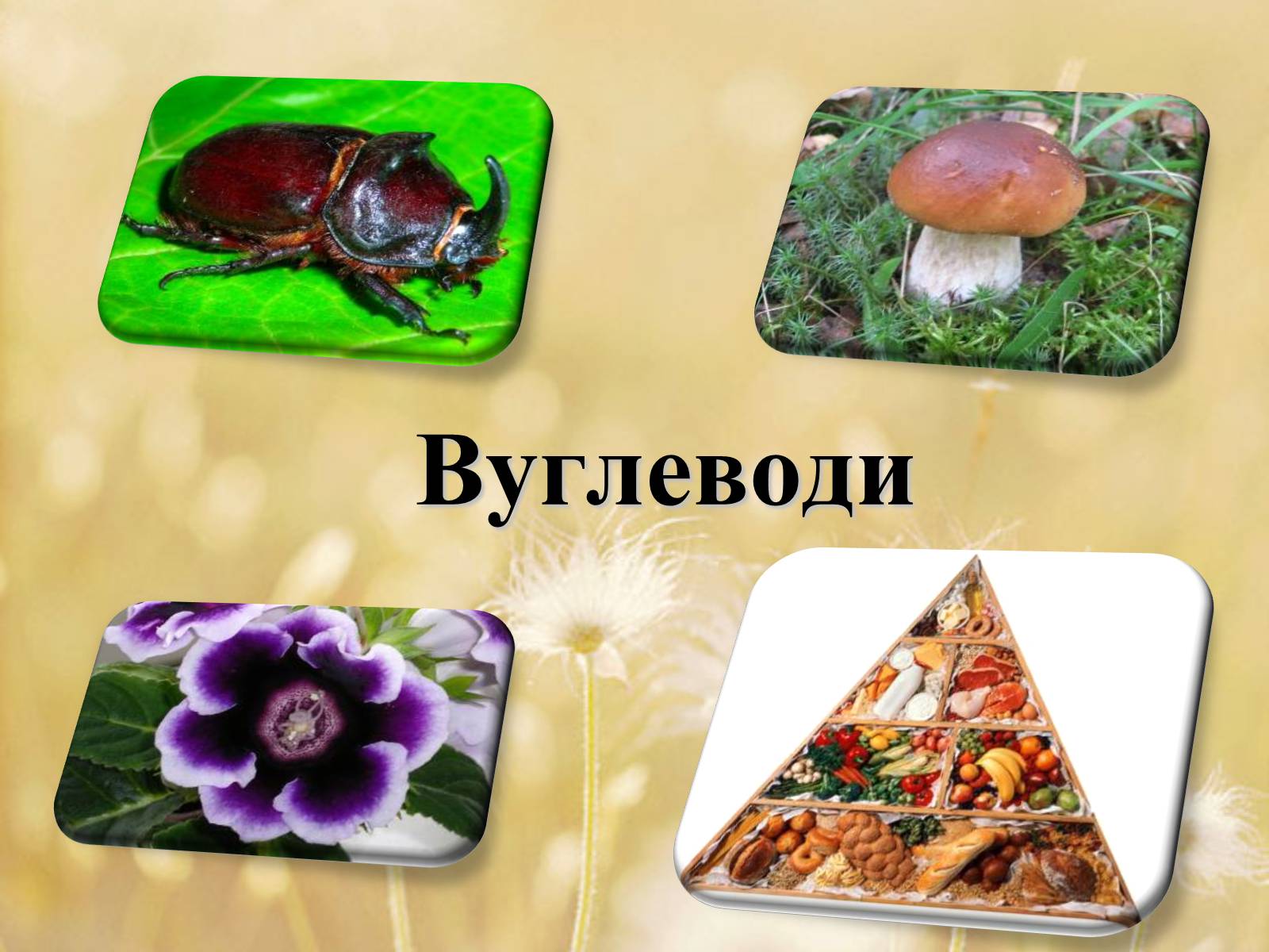 Презентація на тему «Вуглеводи як компоненти їжі, їх роль у житті людини» (варіант 33) - Слайд #3 Презентація на тему «Вуглеводи як компоненти їжі, їх роль у житті людини» (варіант 33) - Слайд #3