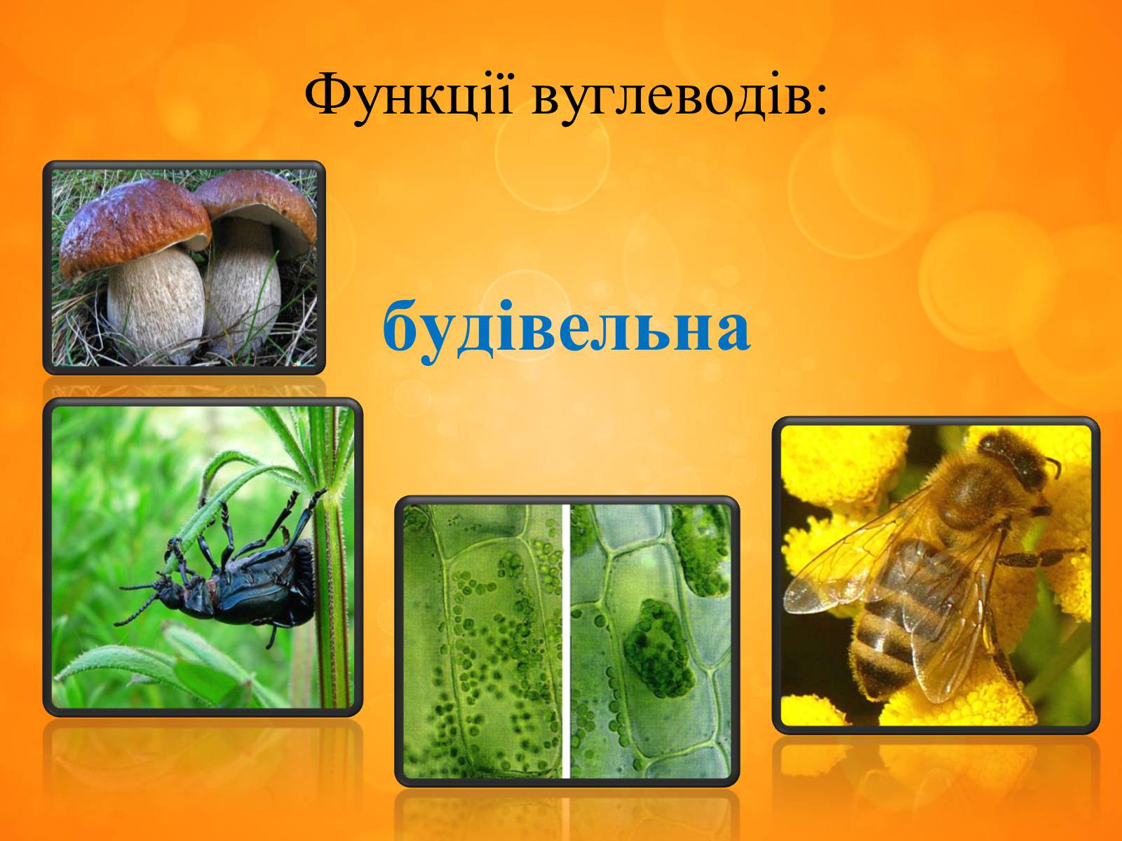 Презентація на тему «Вуглеводи як компоненти їжі, їх роль у житті людини» (варіант 33) - Слайд #5 Презентація на тему «Вуглеводи як компоненти їжі, їх роль у житті людини» (варіант 33) - Слайд #5