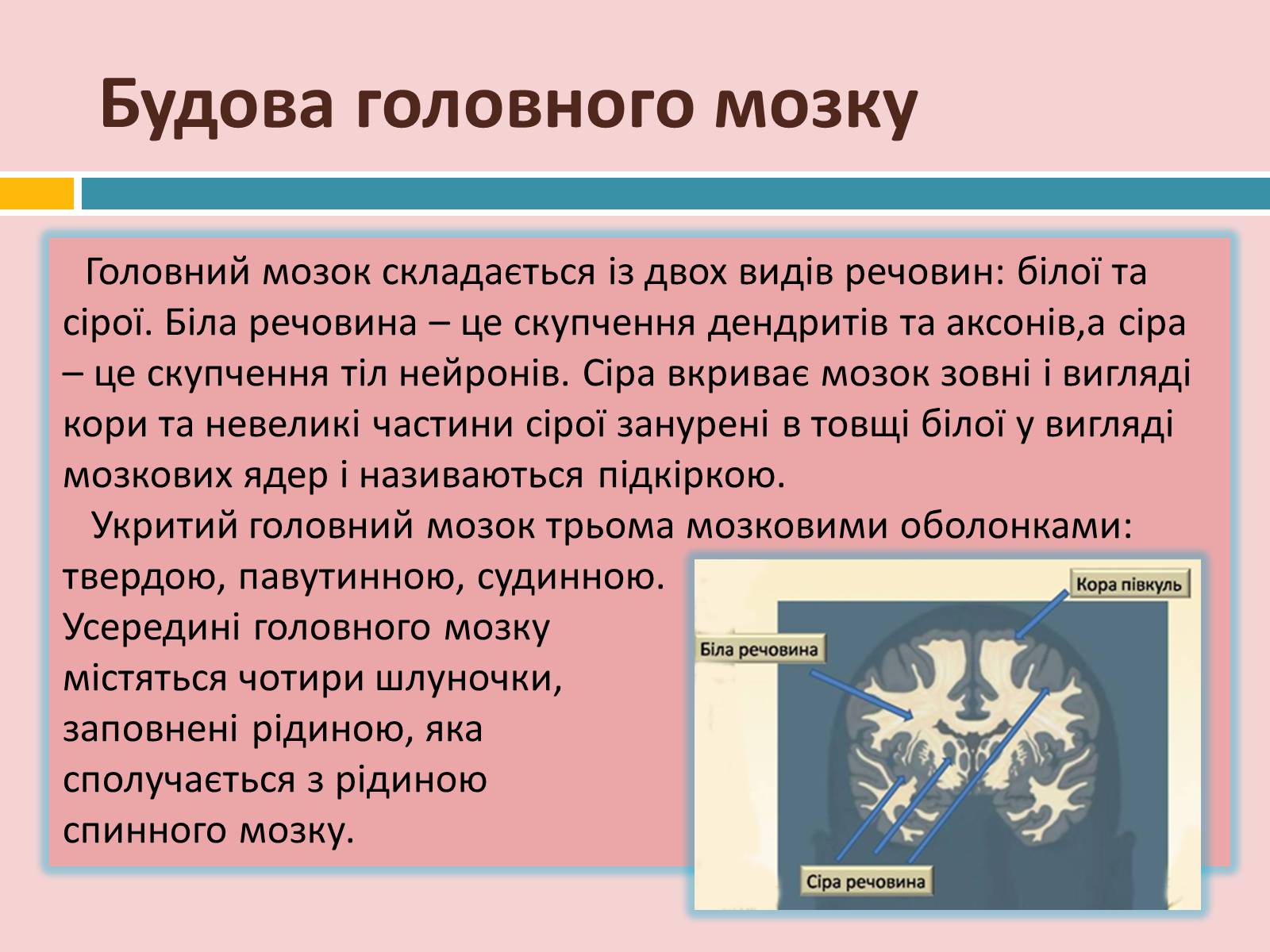 Презентація на тему «Головний мозок» (варіант 2) - Слайд #10 Презентація на тему «Головний мозок» (варіант 2) - Слайд #10