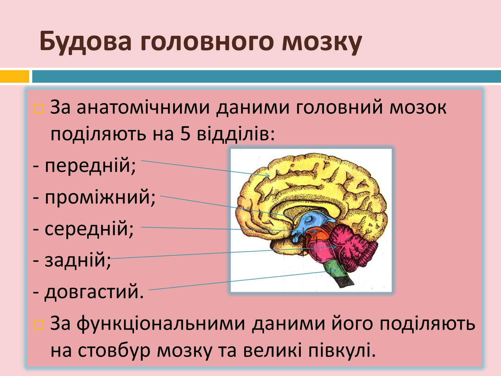 Презентація на тему «Головний мозок» (варіант 2) - Слайд #11 Презентація на тему «Головний мозок» (варіант 2) - Слайд #11