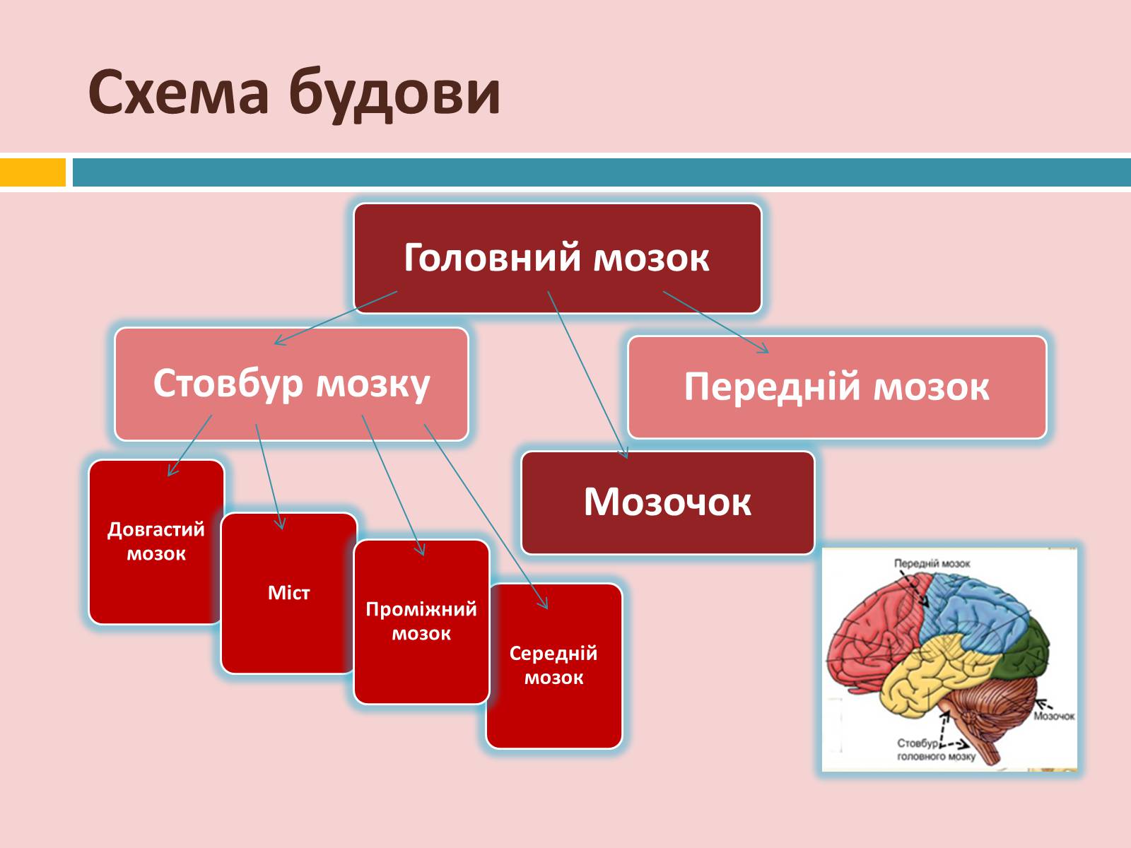 Презентація на тему «Головний мозок» (варіант 2) - Слайд #12 Презентація на тему «Головний мозок» (варіант 2) - Слайд #12