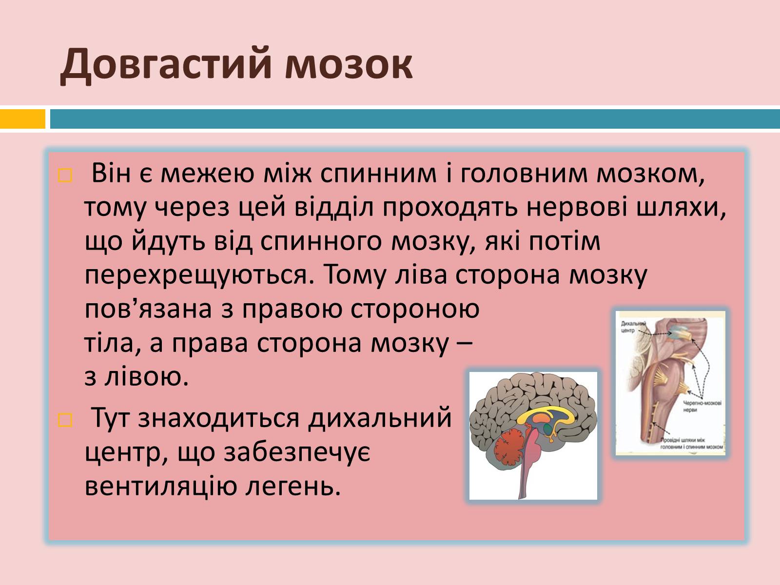 Презентація на тему «Головний мозок» (варіант 2) - Слайд #13 Презентація на тему «Головний мозок» (варіант 2) - Слайд #13