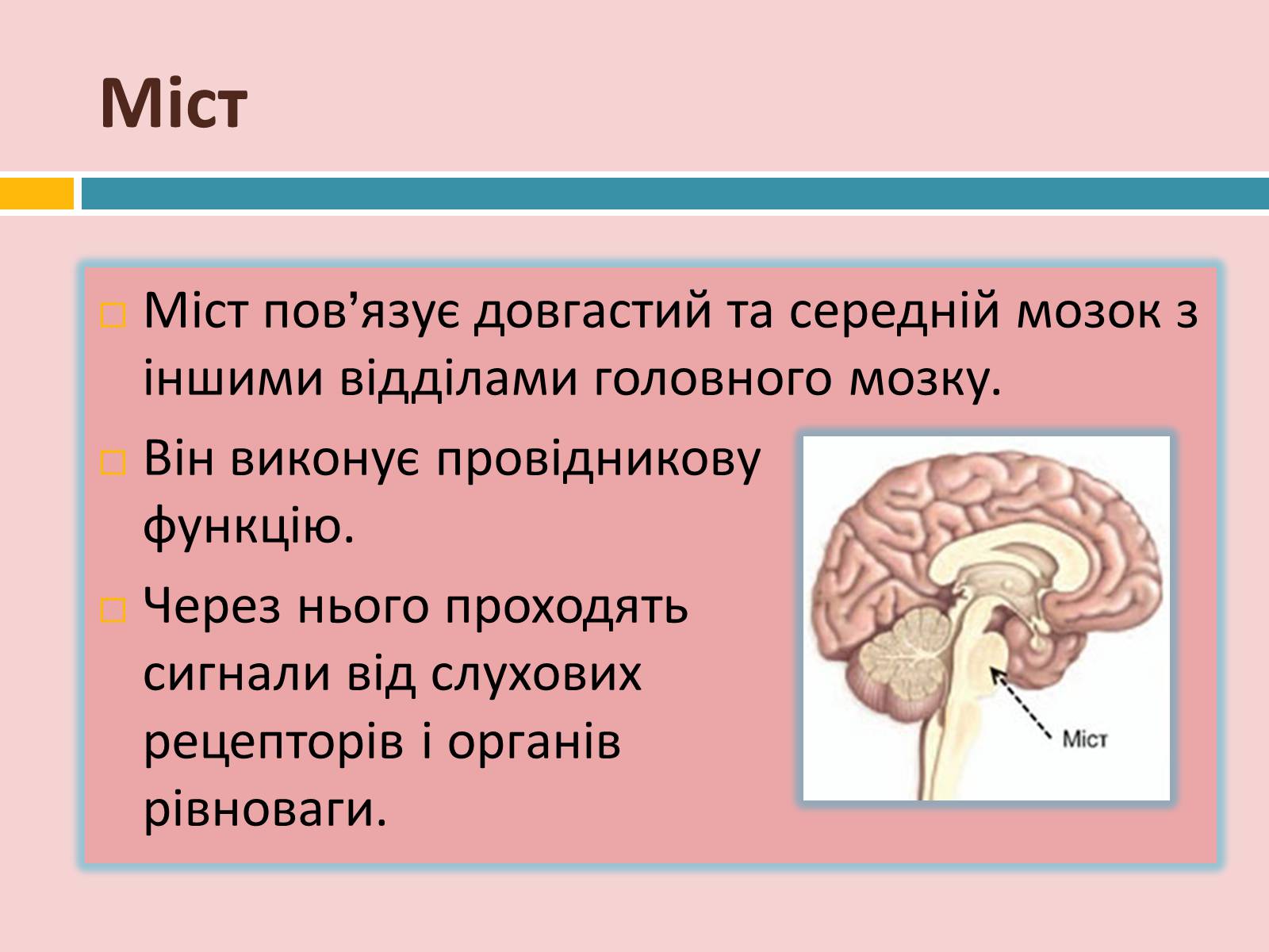 Презентація на тему «Головний мозок» (варіант 2) - Слайд #15 Презентація на тему «Головний мозок» (варіант 2) - Слайд #15