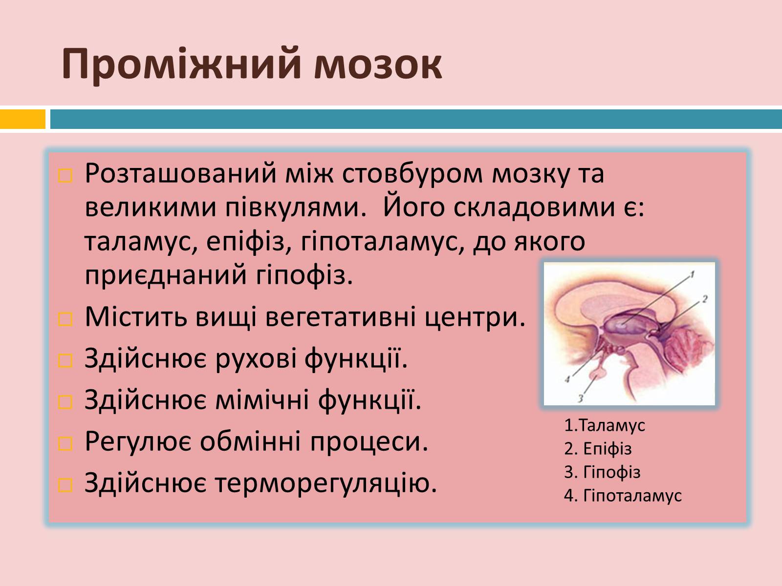 Презентація на тему «Головний мозок» (варіант 2) - Слайд #19 Презентація на тему «Головний мозок» (варіант 2) - Слайд #19