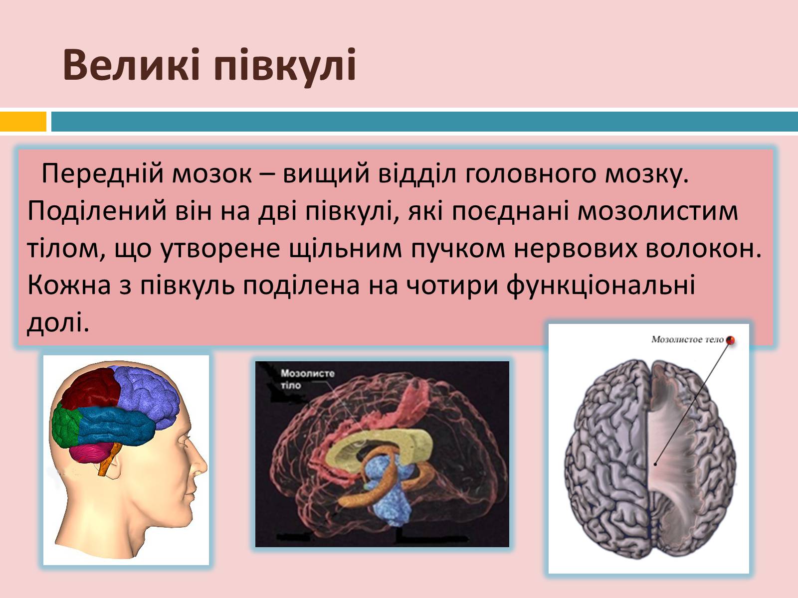 Презентація на тему «Головний мозок» (варіант 2) - Слайд #20 Презентація на тему «Головний мозок» (варіант 2) - Слайд #20