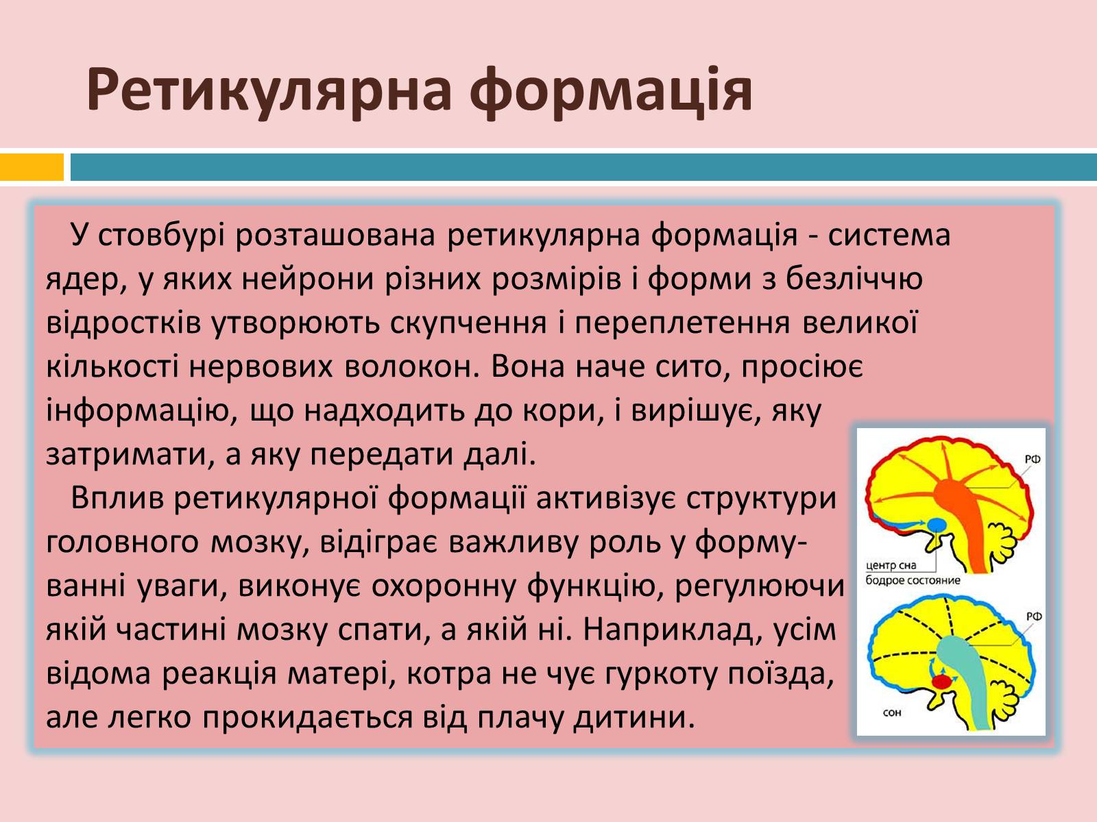 Презентація на тему «Головний мозок» (варіант 2) - Слайд #23 Презентація на тему «Головний мозок» (варіант 2) - Слайд #23