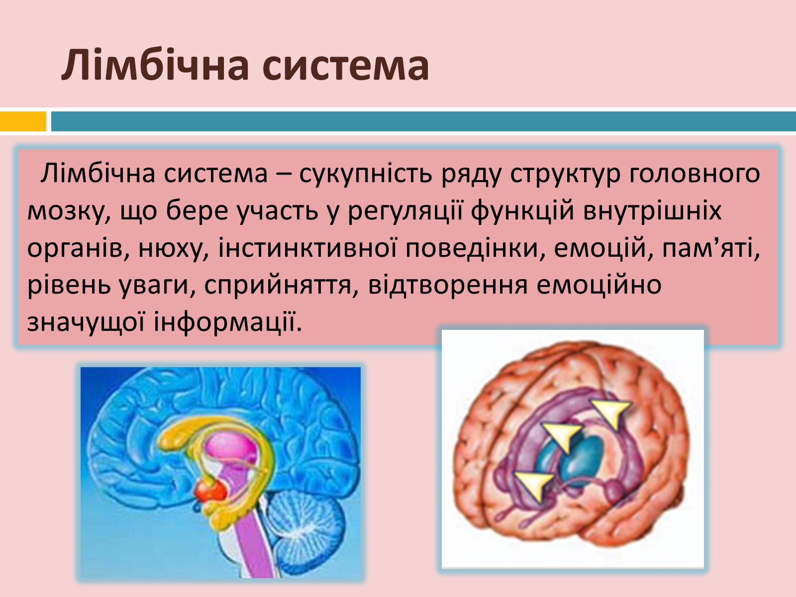 Презентація на тему «Головний мозок» (варіант 2) - Слайд #27 Презентація на тему «Головний мозок» (варіант 2) - Слайд #27