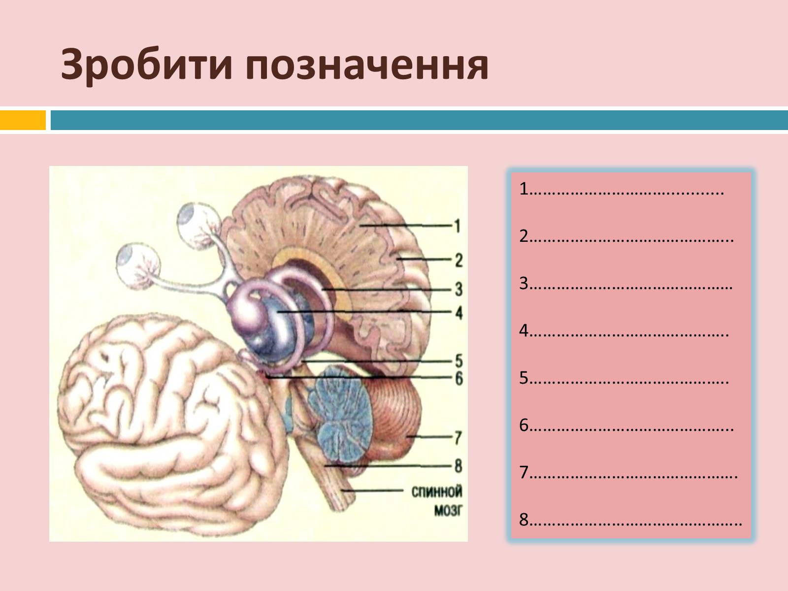 Презентація на тему «Головний мозок» (варіант 2) - Слайд #37 Презентація на тему «Головний мозок» (варіант 2) - Слайд #37