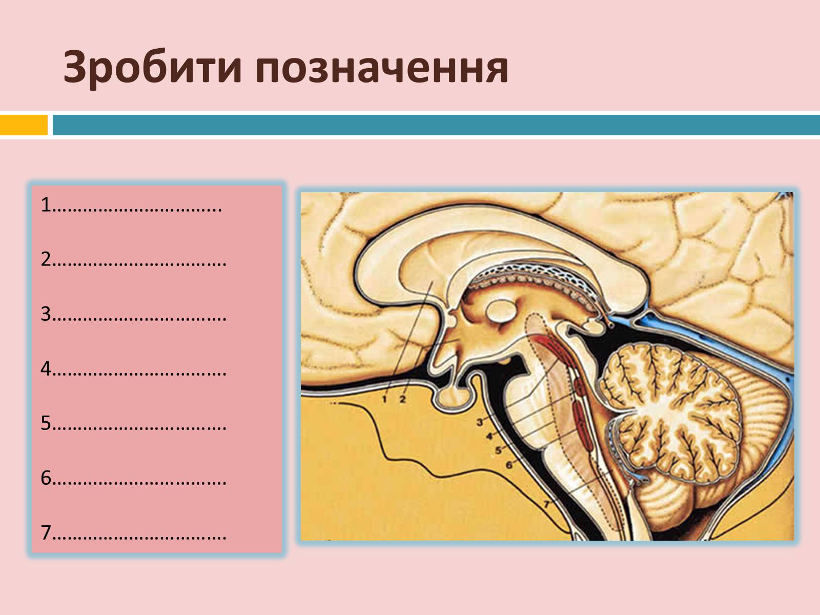 Презентація на тему «Головний мозок» (варіант 2) - Слайд #38 Презентація на тему «Головний мозок» (варіант 2) - Слайд #38