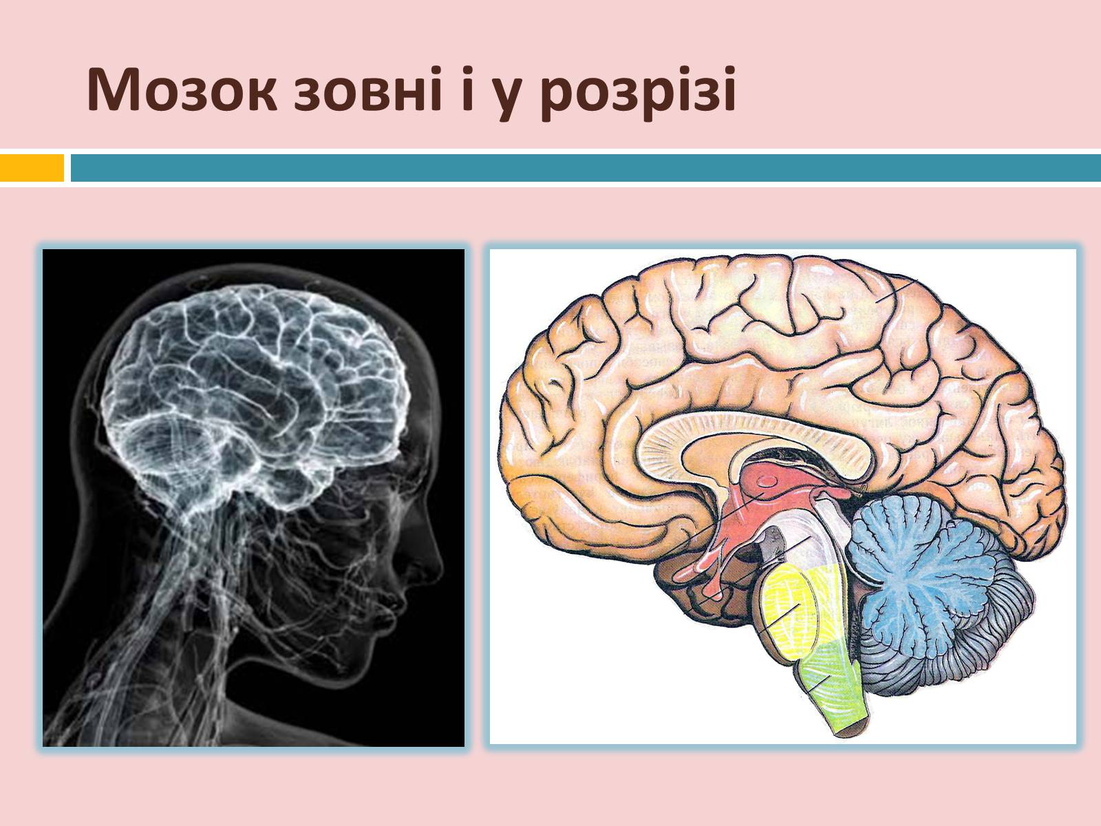 Презентація на тему «Головний мозок» (варіант 2) - Слайд #9 Презентація на тему «Головний мозок» (варіант 2) - Слайд #9