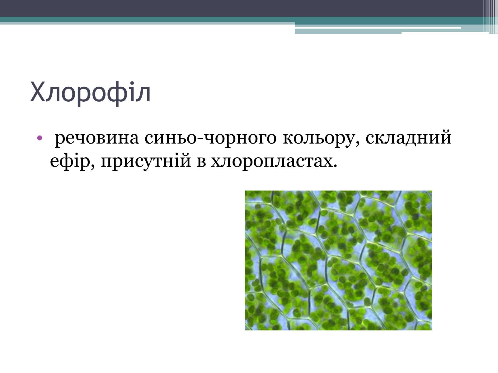 Презентація на тему «Фотосинтез» (варіант 6) - Слайд #3 Презентація на тему «Фотосинтез» (варіант 6) - Слайд #3
