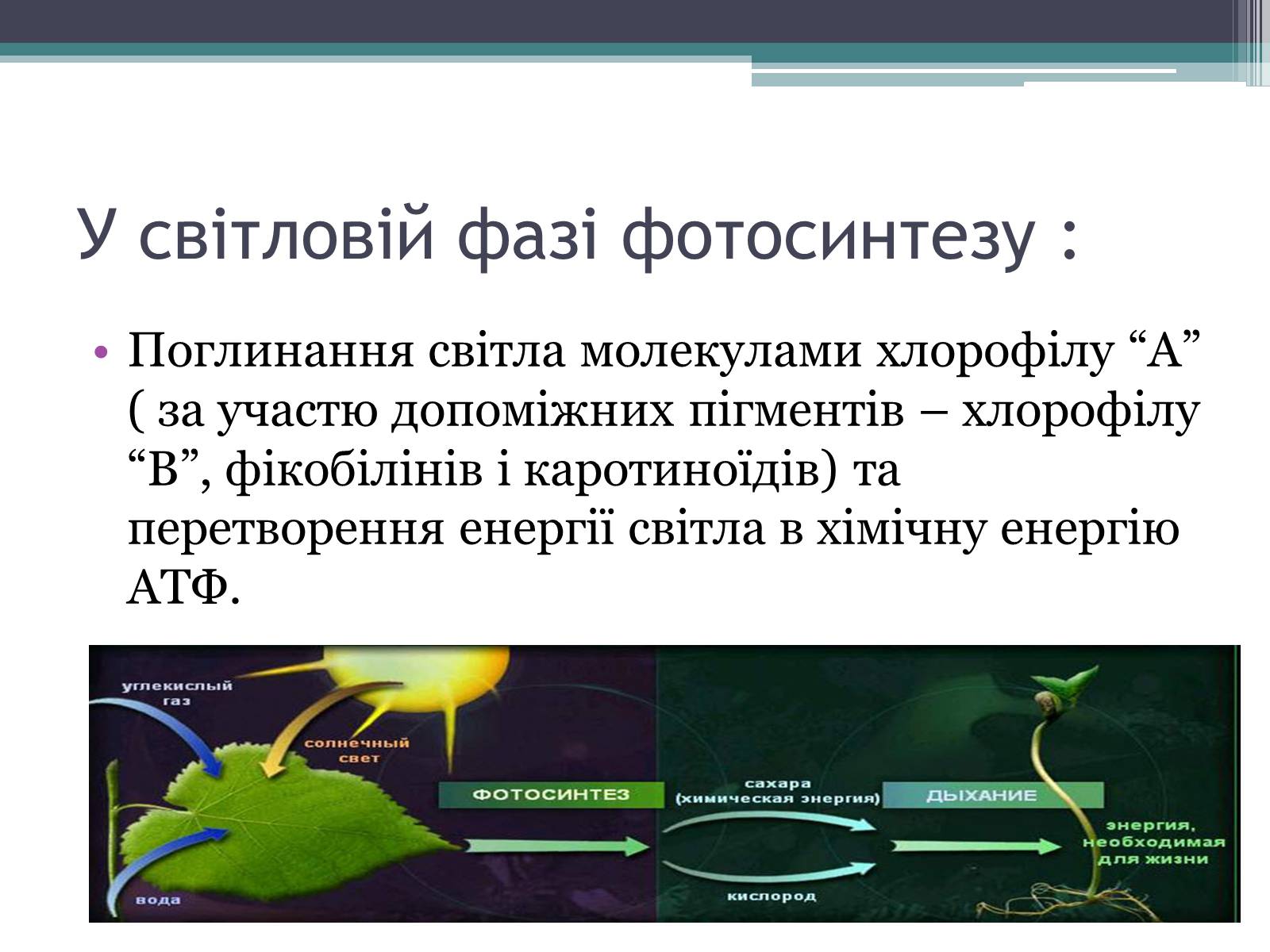 Презентація на тему «Фотосинтез» (варіант 6) - Слайд #7 Презентація на тему «Фотосинтез» (варіант 6) - Слайд #7