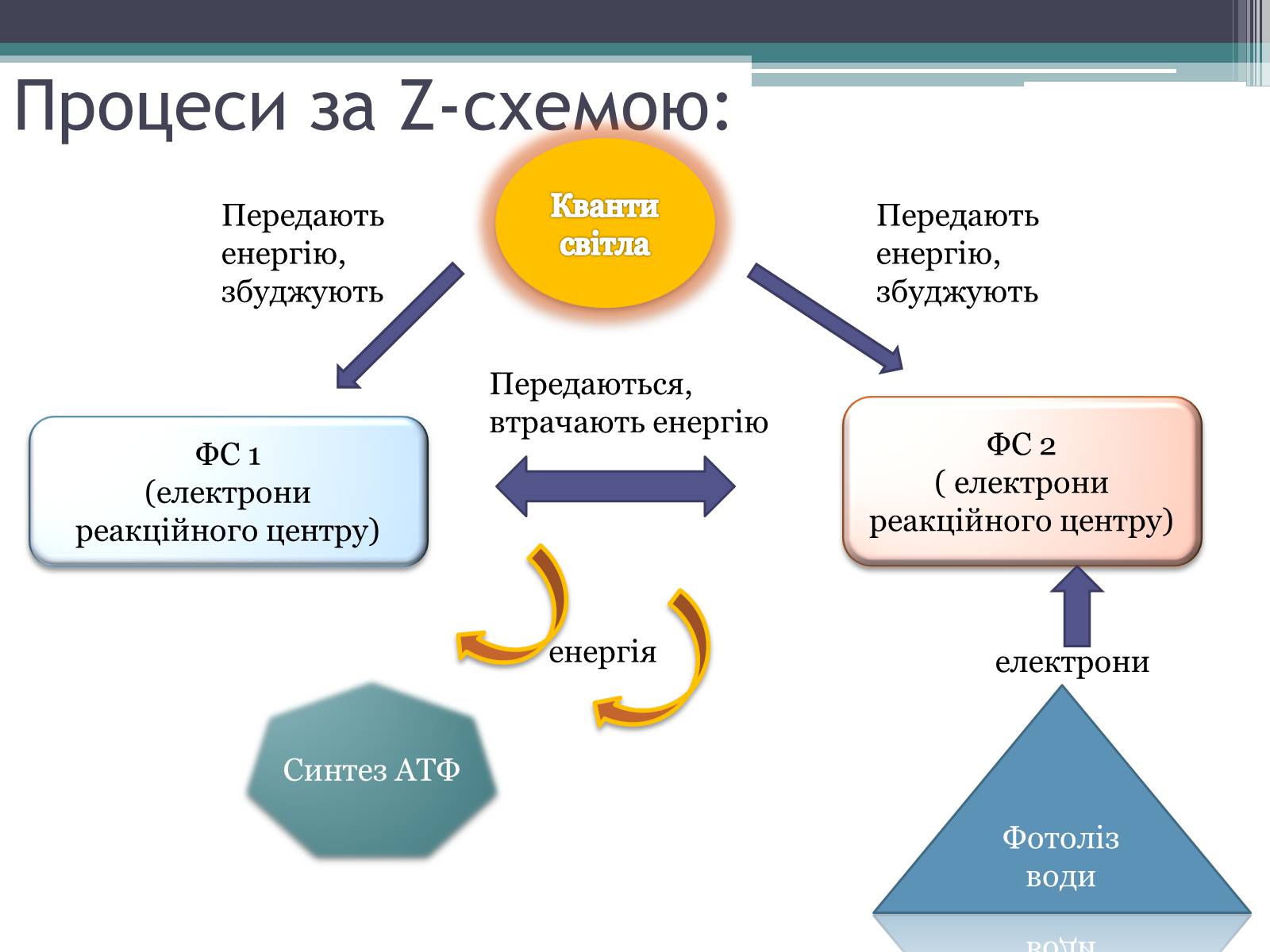 Презентація на тему «Фотосинтез» (варіант 6) - Слайд #9 Презентація на тему «Фотосинтез» (варіант 6) - Слайд #9