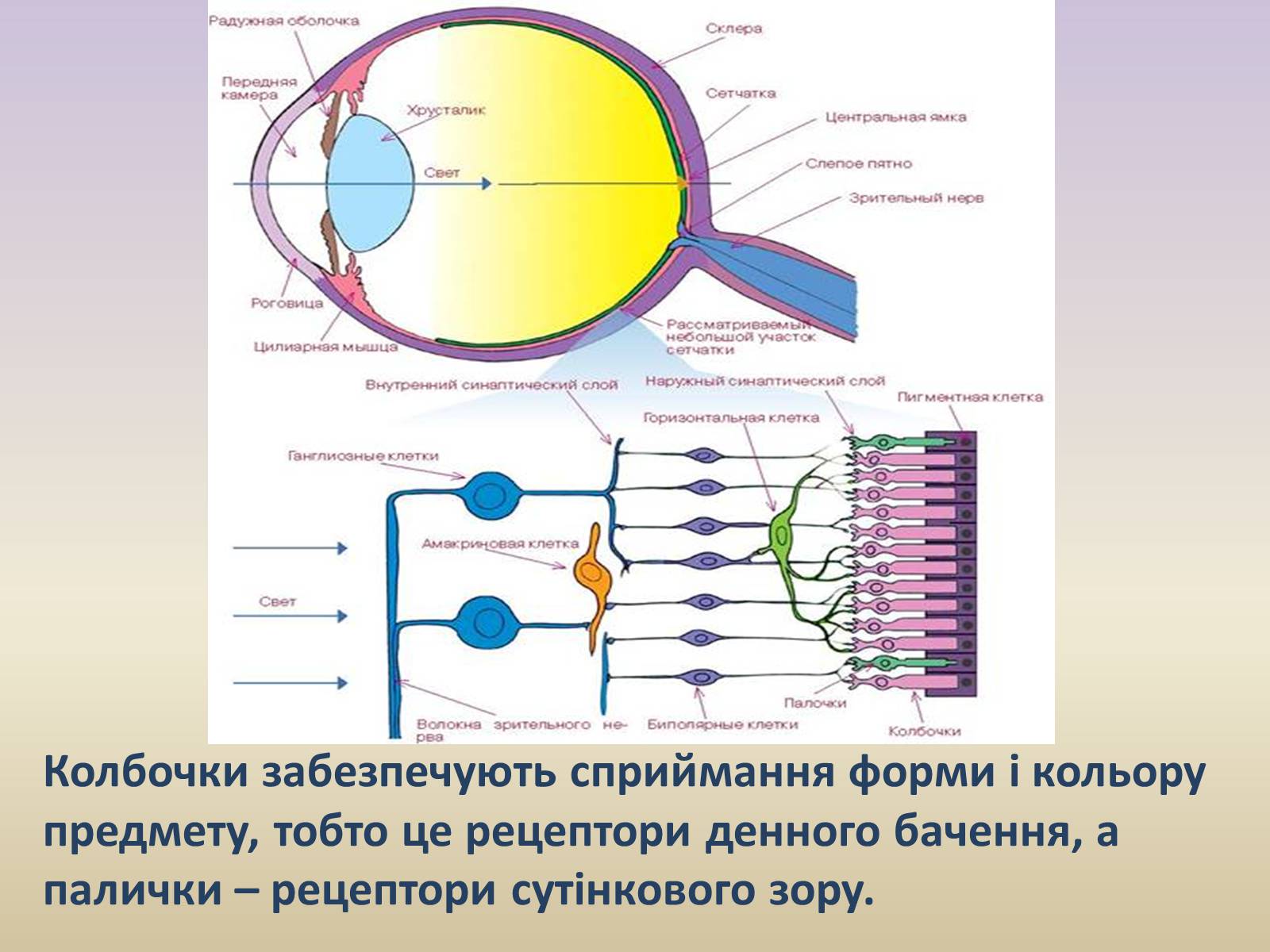 Презентація на тему «Зорова система» - Слайд #11 Презентація на тему «Зорова система» - Слайд #11