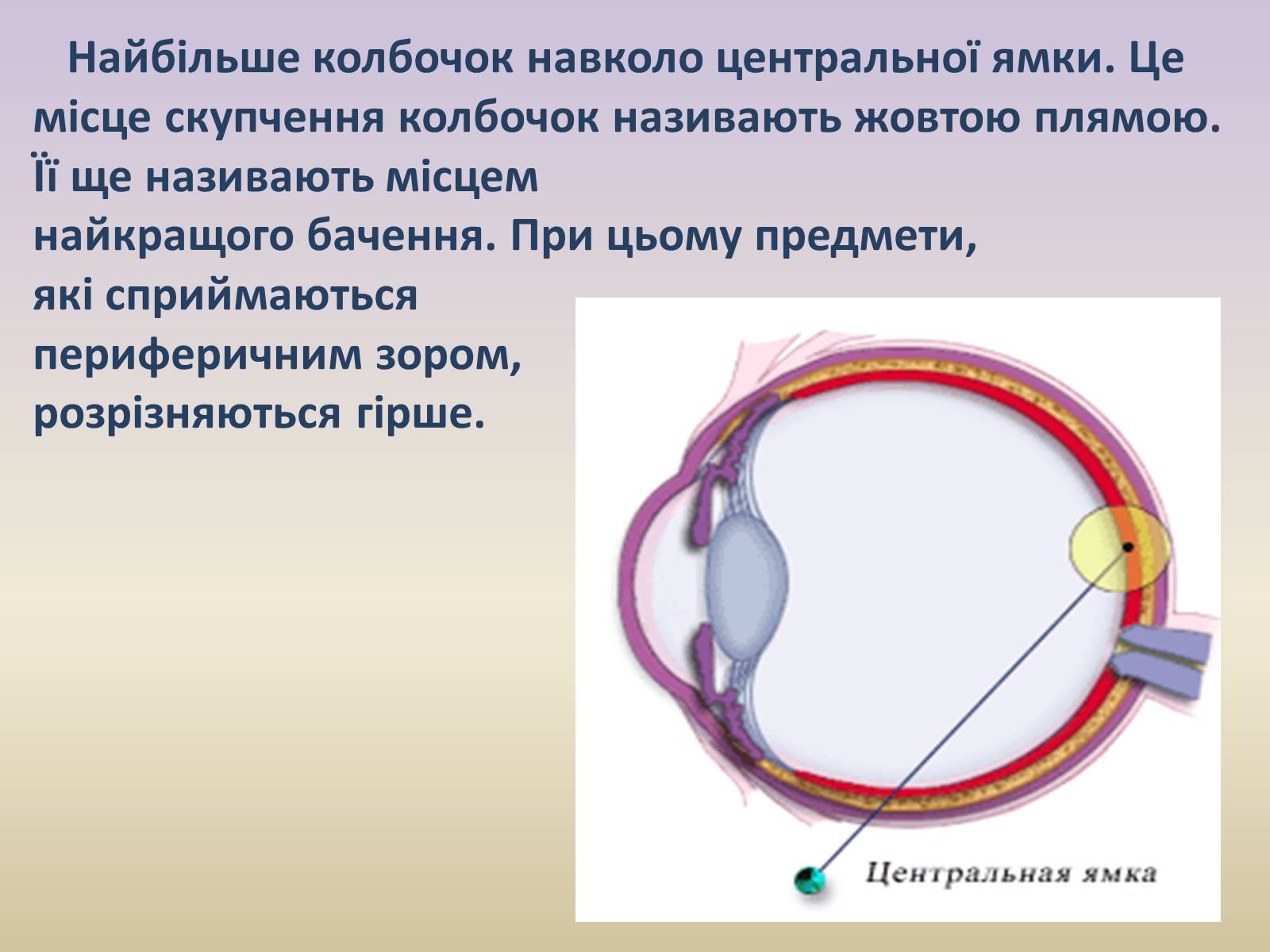 Презентація на тему «Зорова система» - Слайд #12 Презентація на тему «Зорова система» - Слайд #12