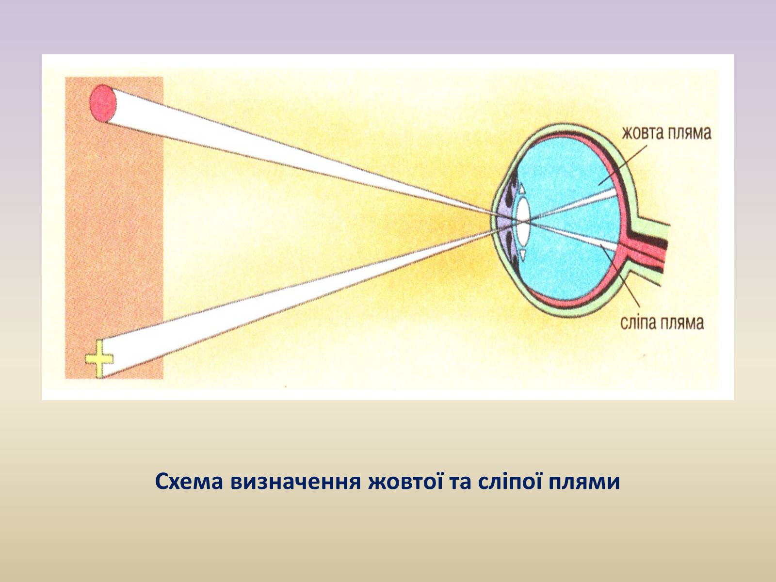 Презентація на тему «Зорова система» - Слайд #14 Презентація на тему «Зорова система» - Слайд #14