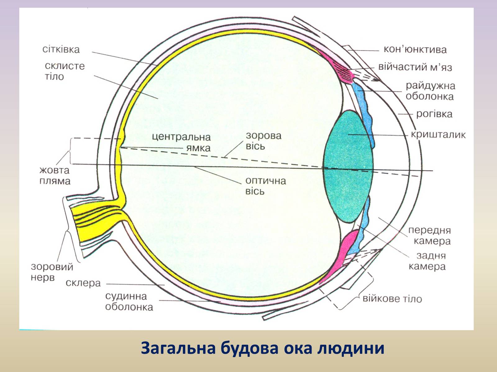 Презентація на тему «Зорова система» - Слайд #20 Презентація на тему «Зорова система» - Слайд #20