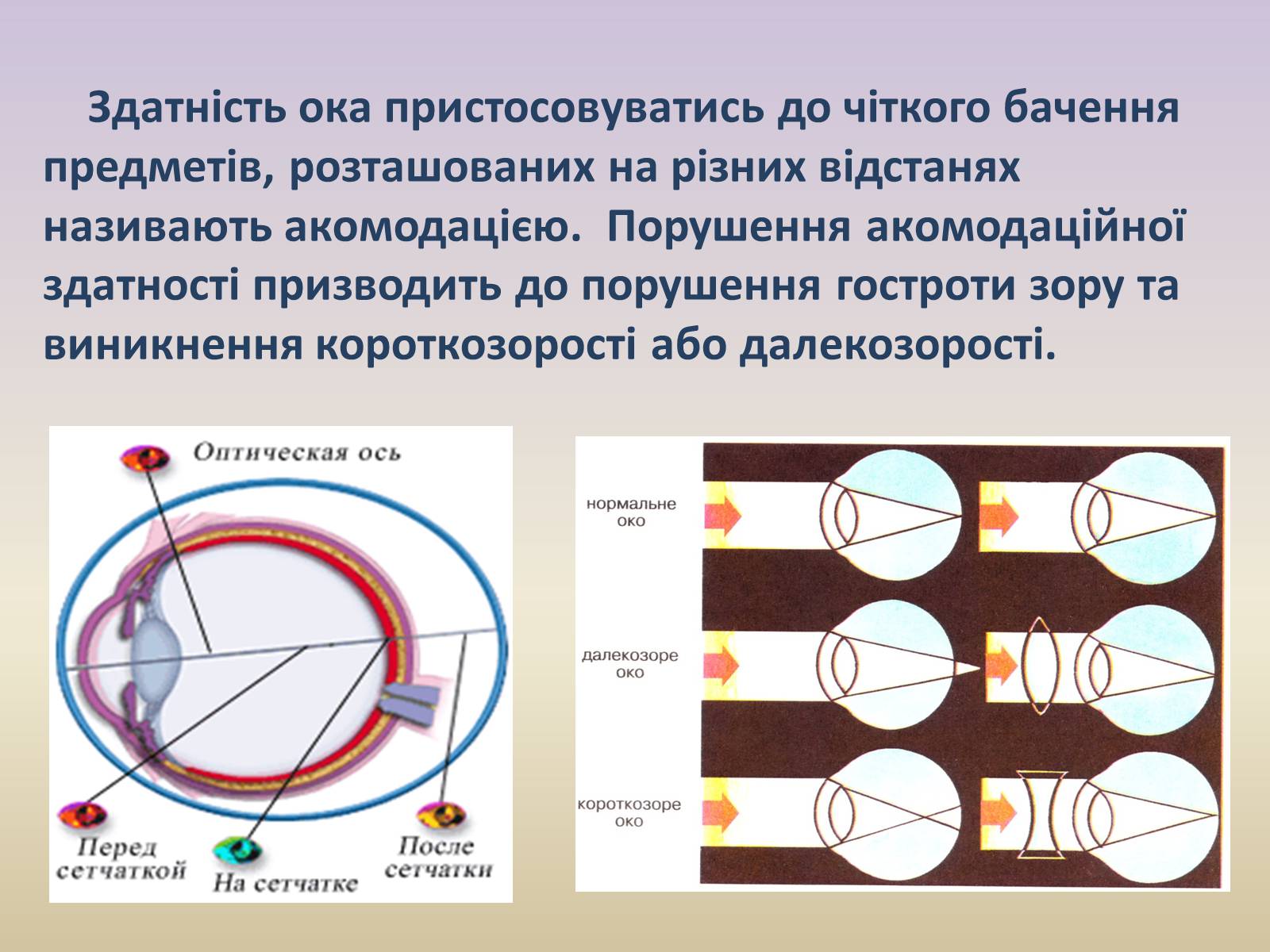 Презентація на тему «Зорова система» - Слайд #22 Презентація на тему «Зорова система» - Слайд #22