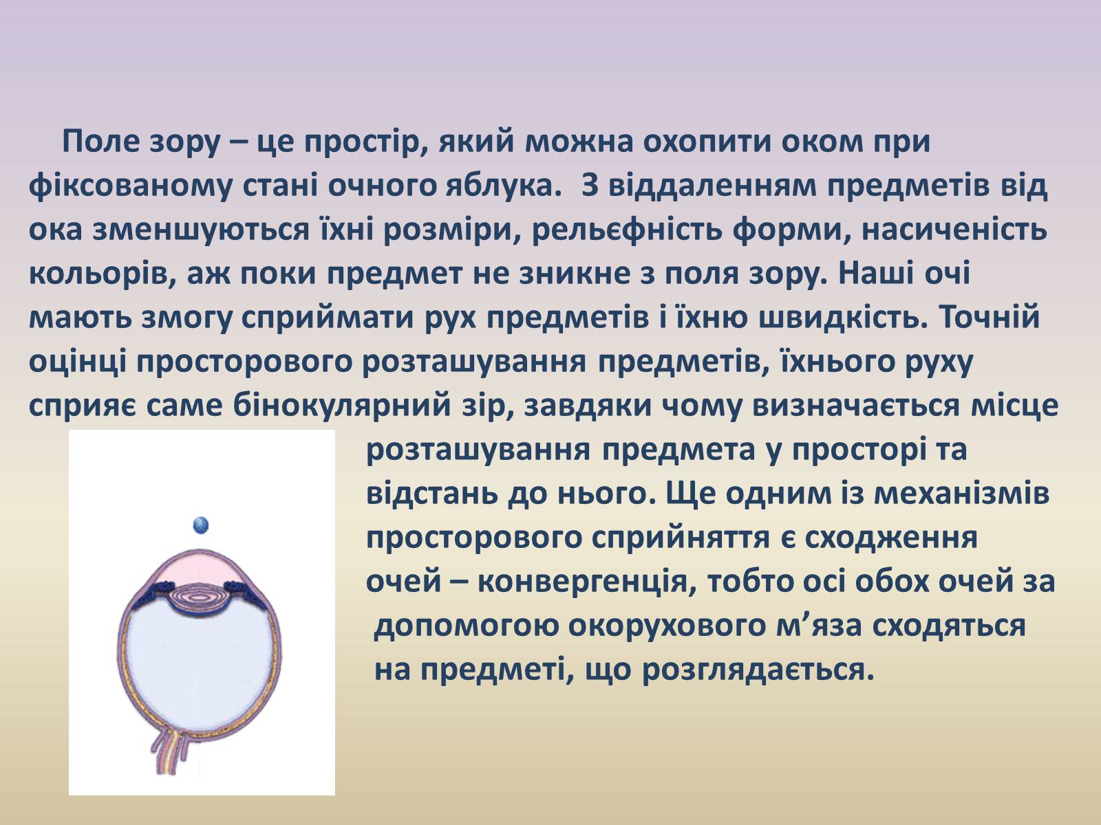 Презентація на тему «Зорова система» - Слайд #23 Презентація на тему «Зорова система» - Слайд #23