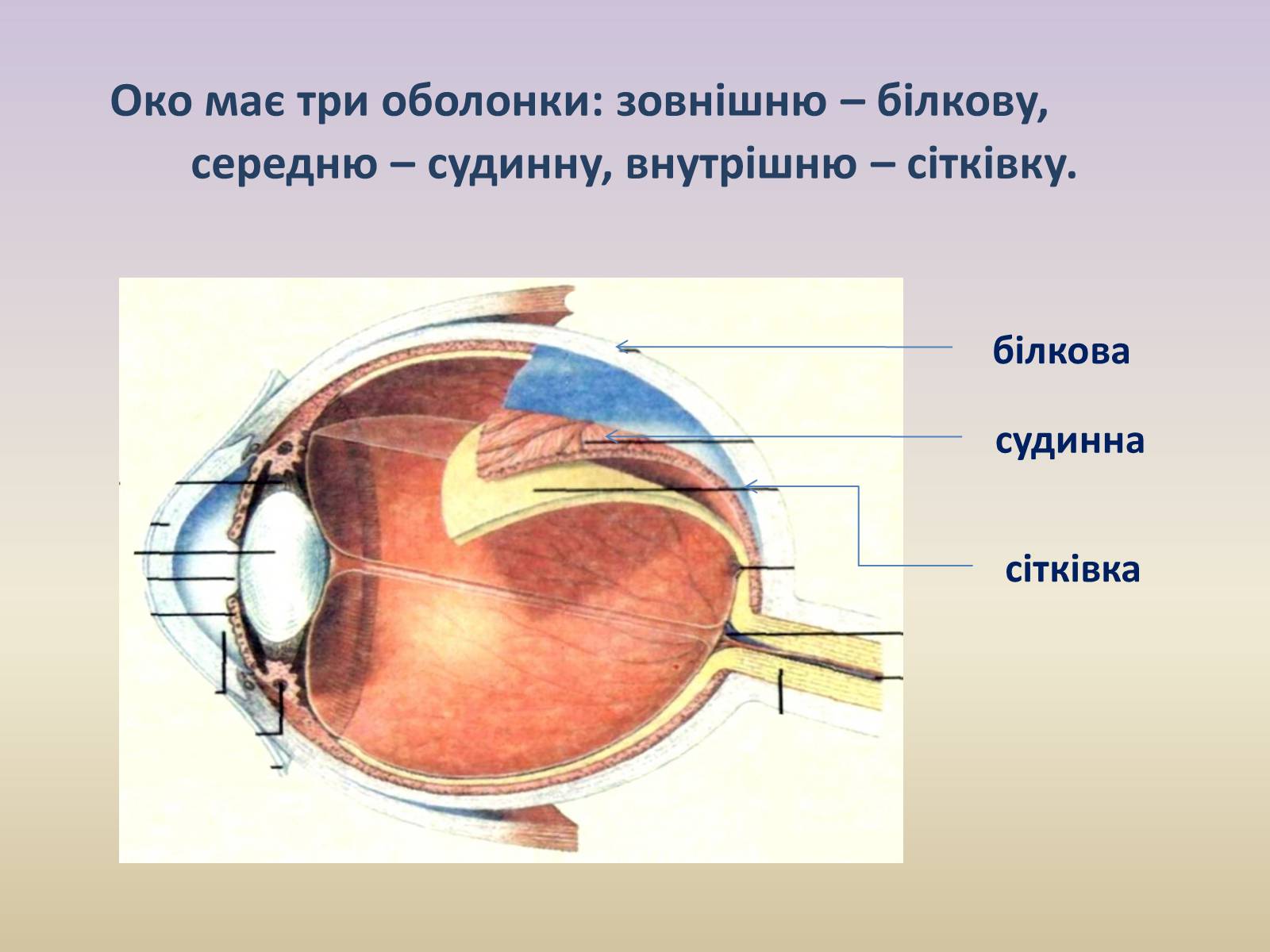 Презентація на тему «Зорова система» - Слайд #5 Презентація на тему «Зорова система» - Слайд #5
