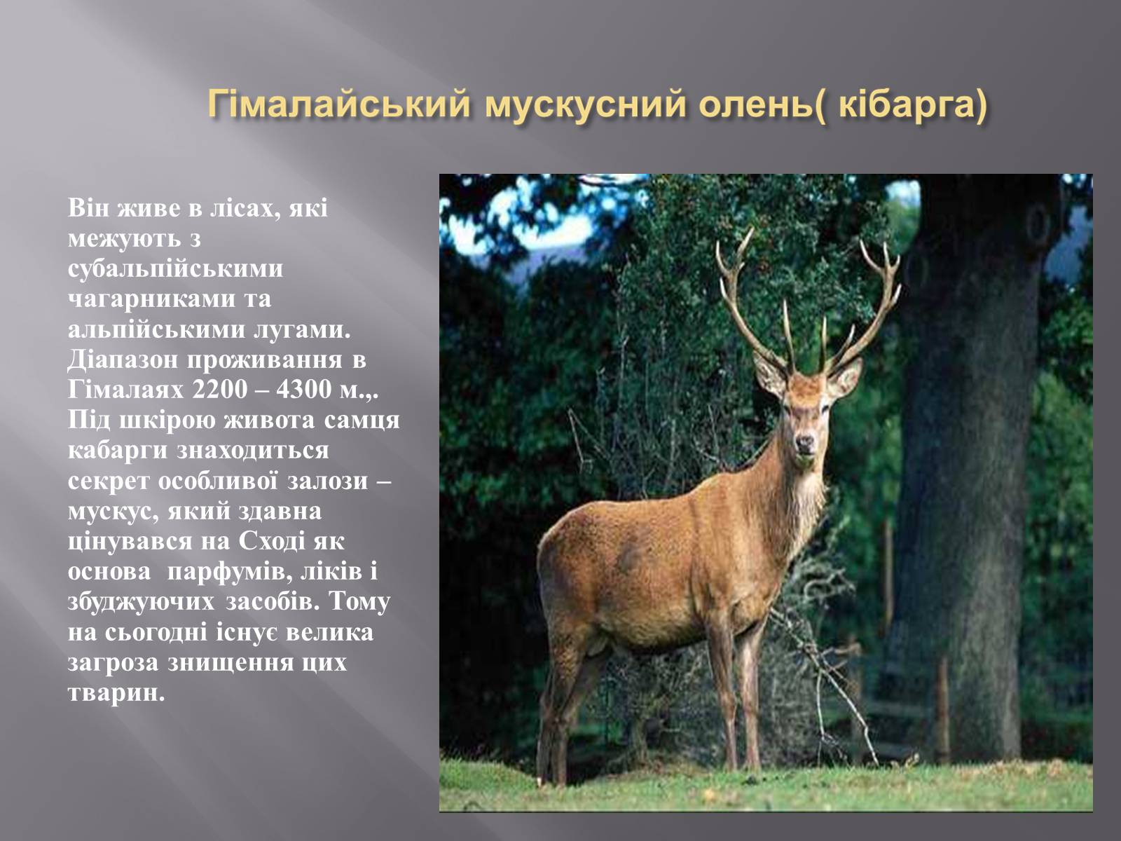 Презентація на тему «Органічний світ Гімалаїв» - Слайд #10 Презентація на тему «Органічний світ Гімалаїв» - Слайд #10